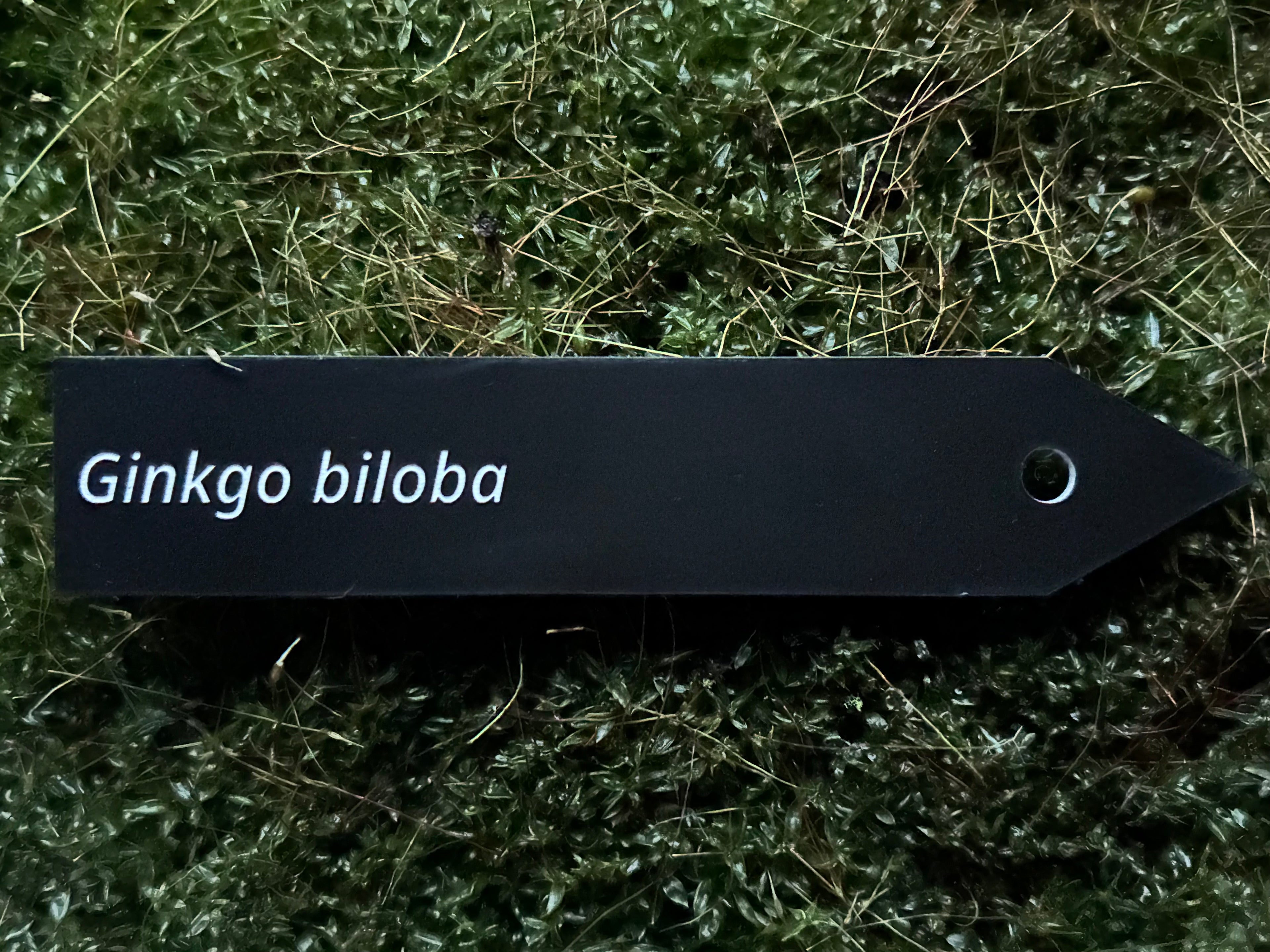 Ginkgo biloba - Plant label