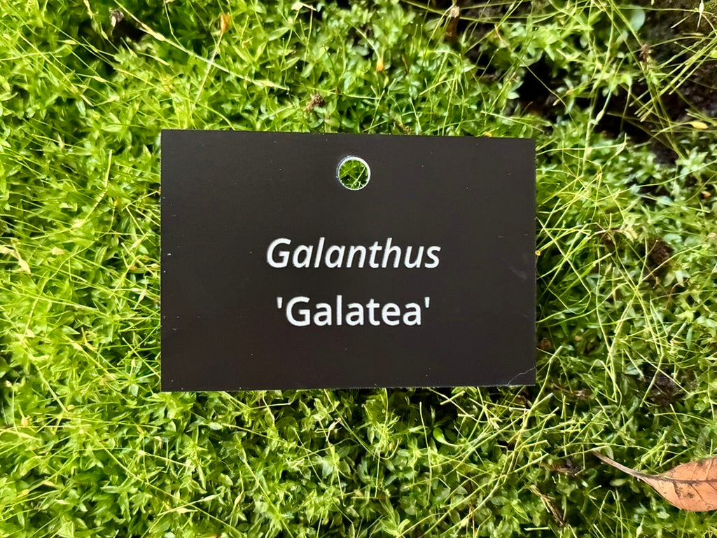 Galanthus 'Galatea' - Plant label