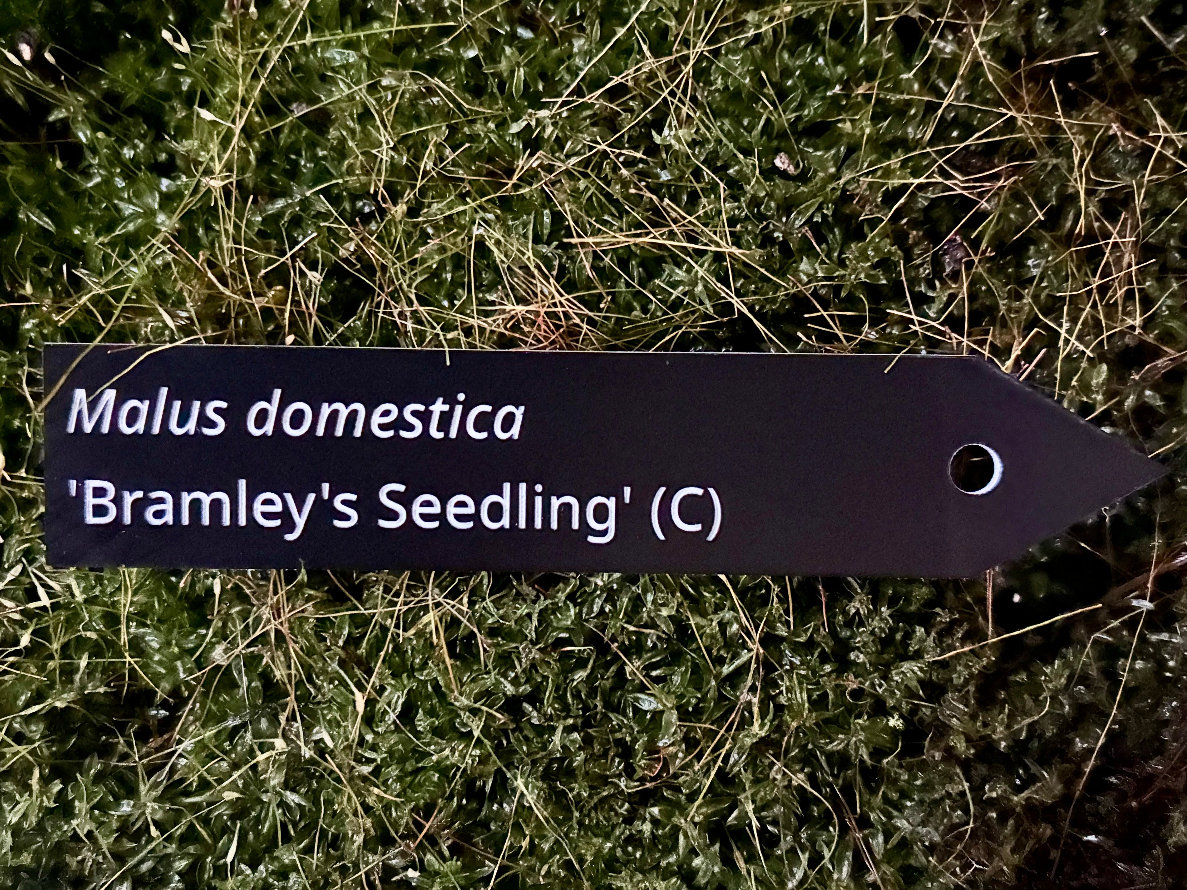 Malus domestica 'Bramley's Seedling' (C) - Plant label