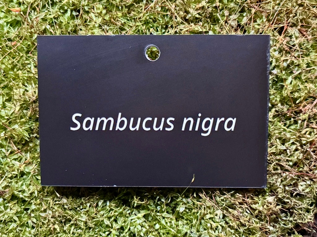 Sambucus nigra - Plant label