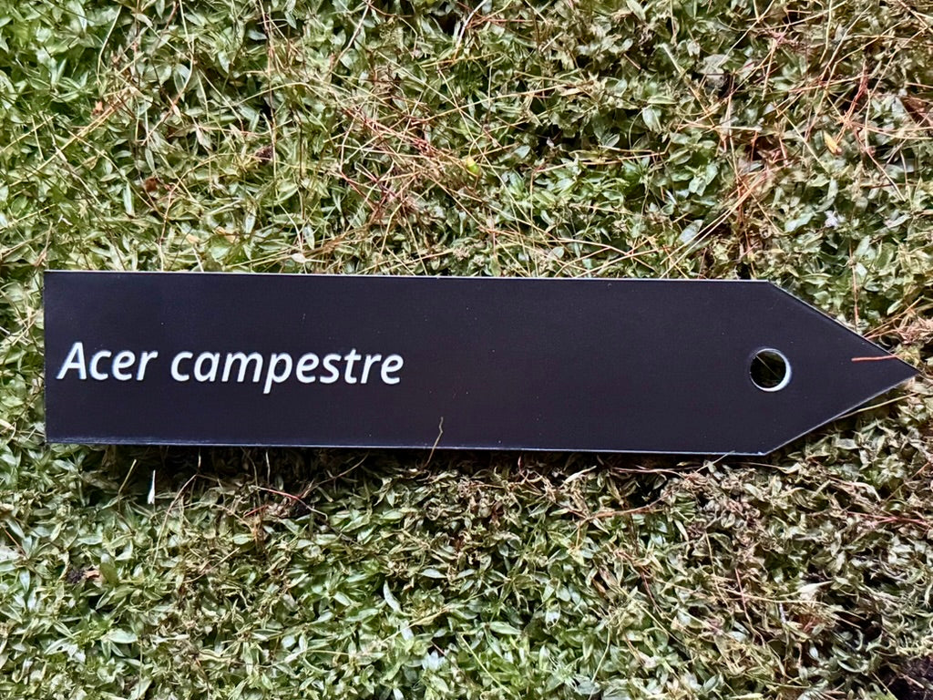 Acer campestre - Plant label