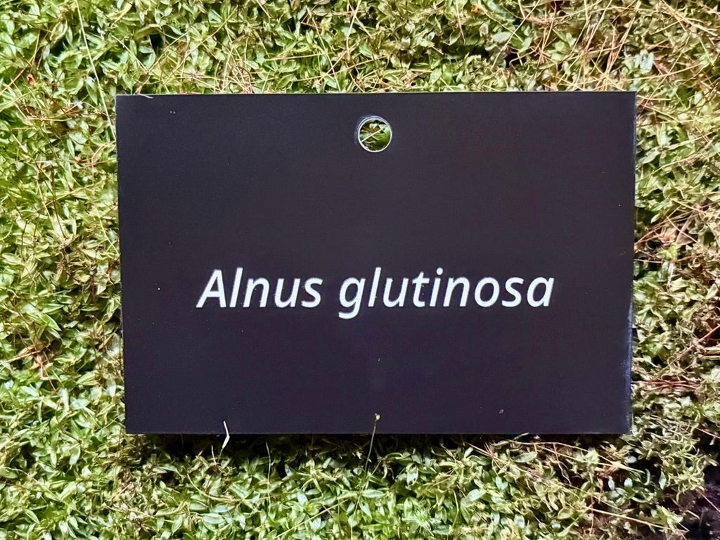 Alnus glutinosa - Plant label