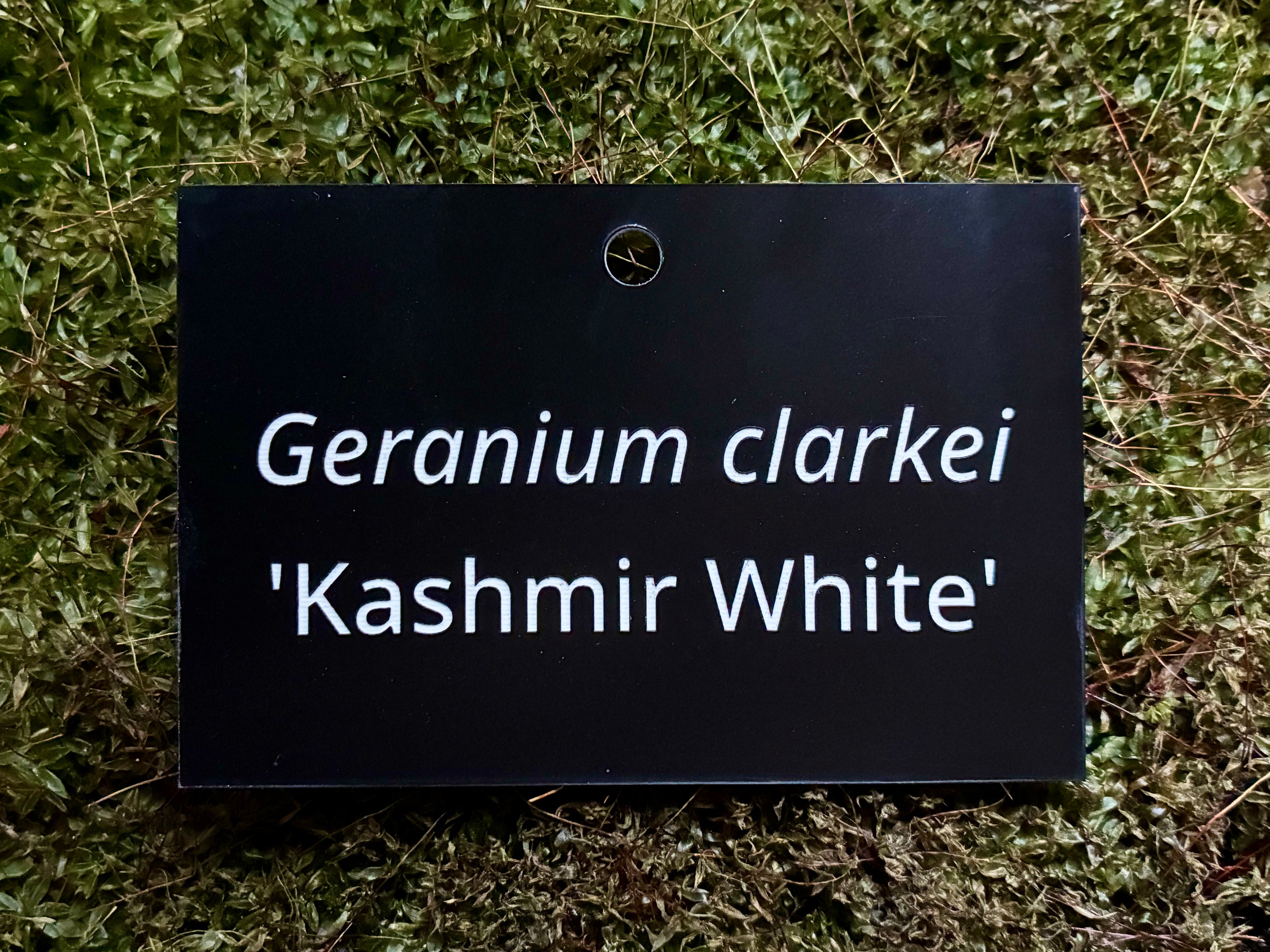 Geranium clarkei 'Kashmir White' - Plant label