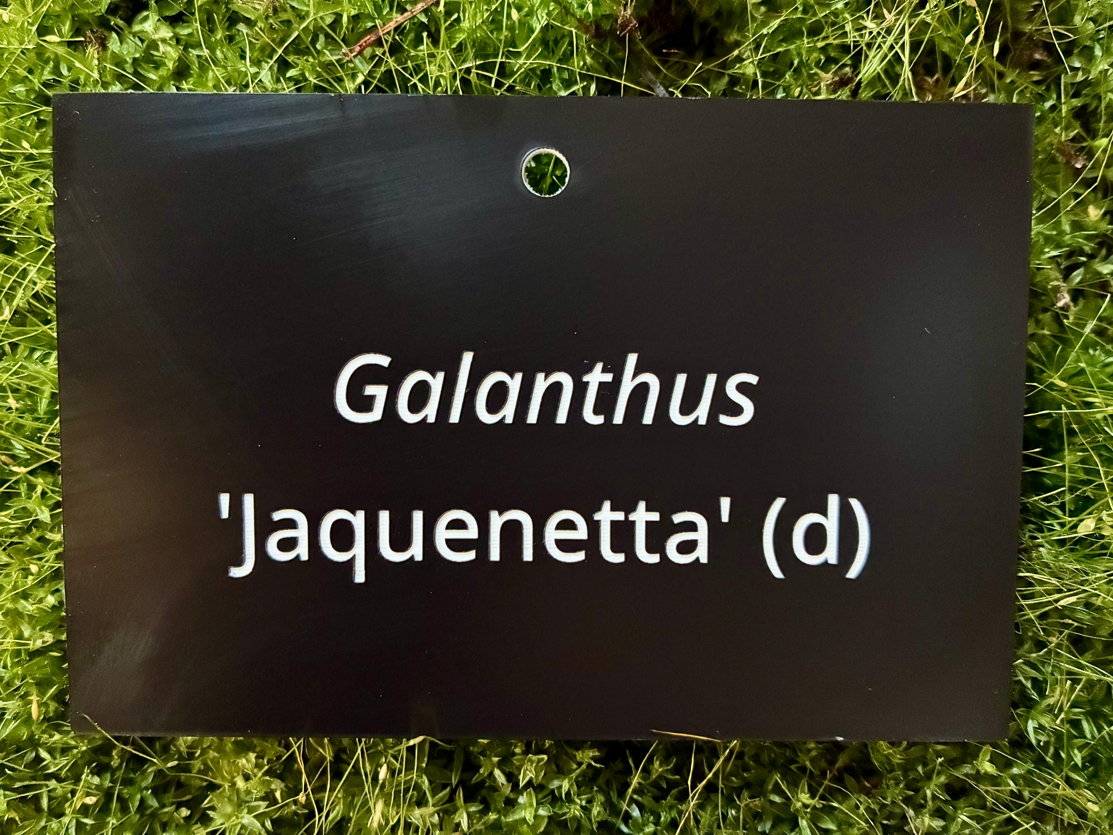 Galanthus 'Jaquenetta' (d) - Plant label
