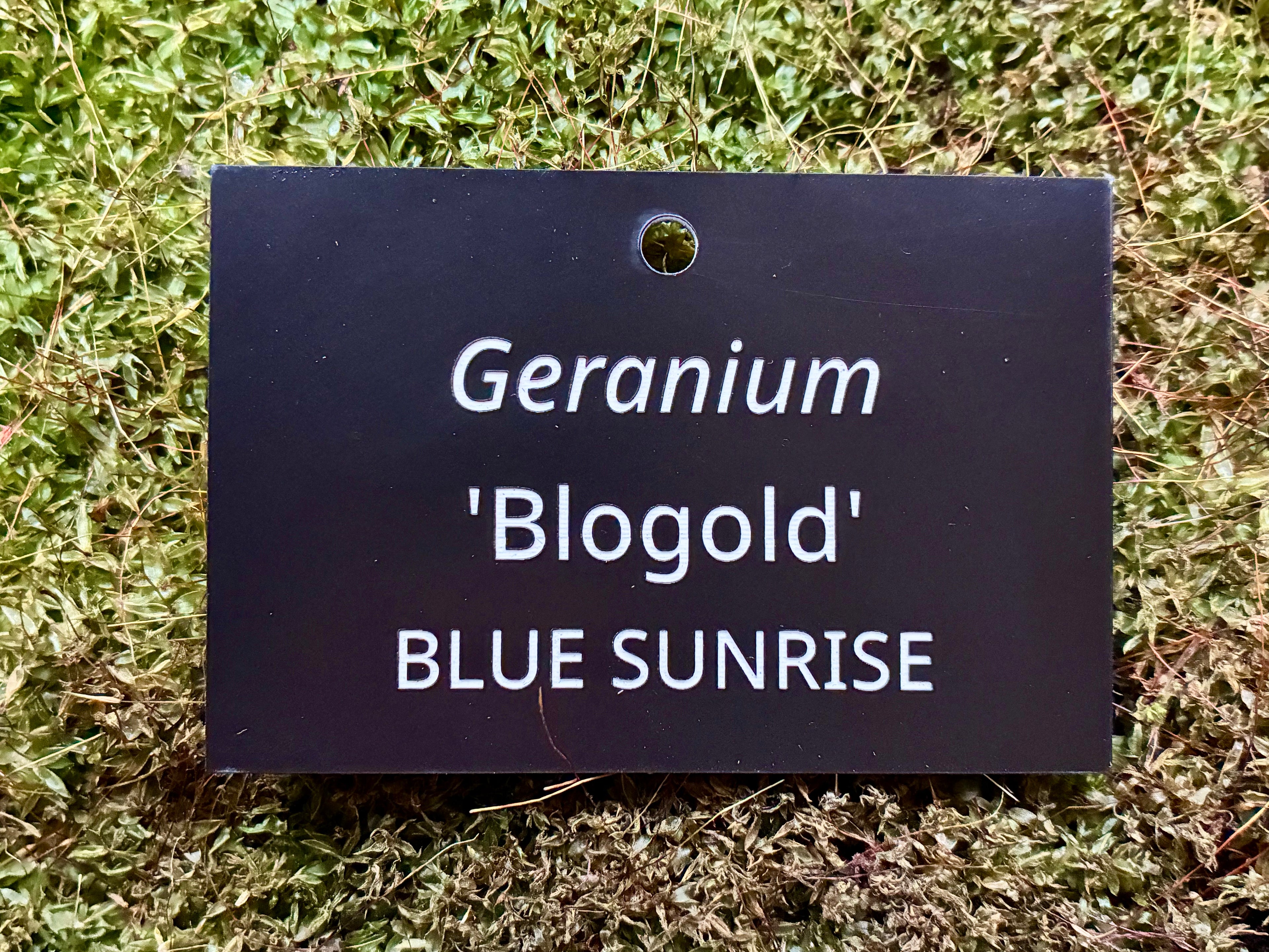 Geranium 'Blogold' BLUE SUNRISE - Plant label