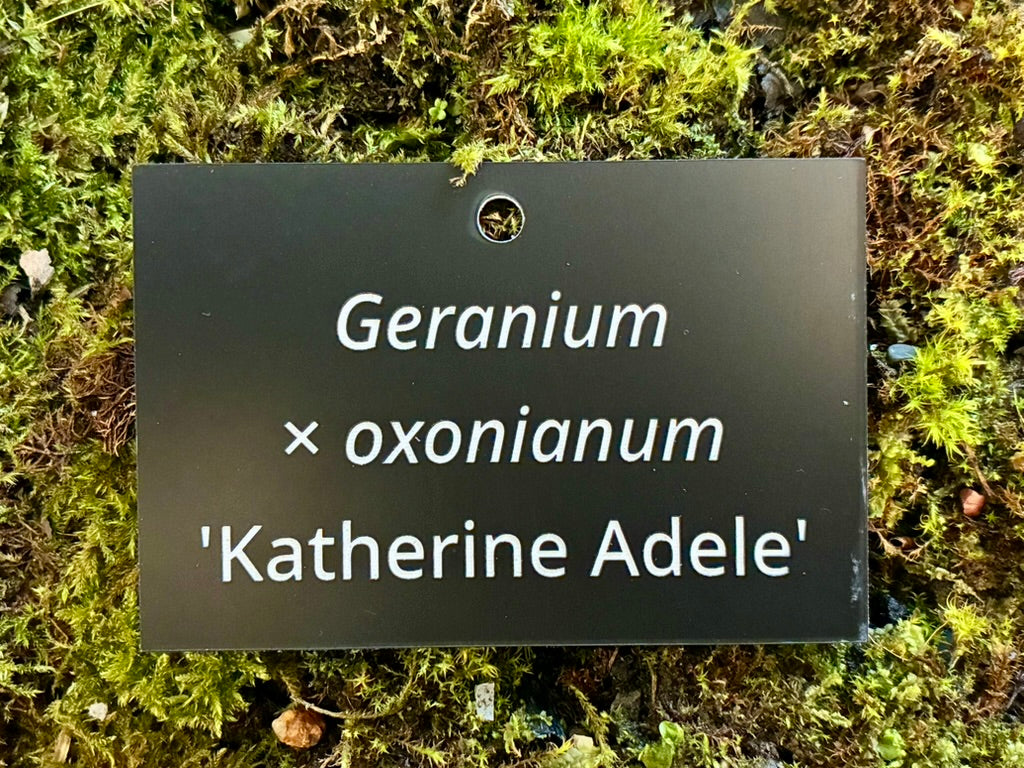 Geranium × oxonianum ‘Katherine Adele’ - Plant label