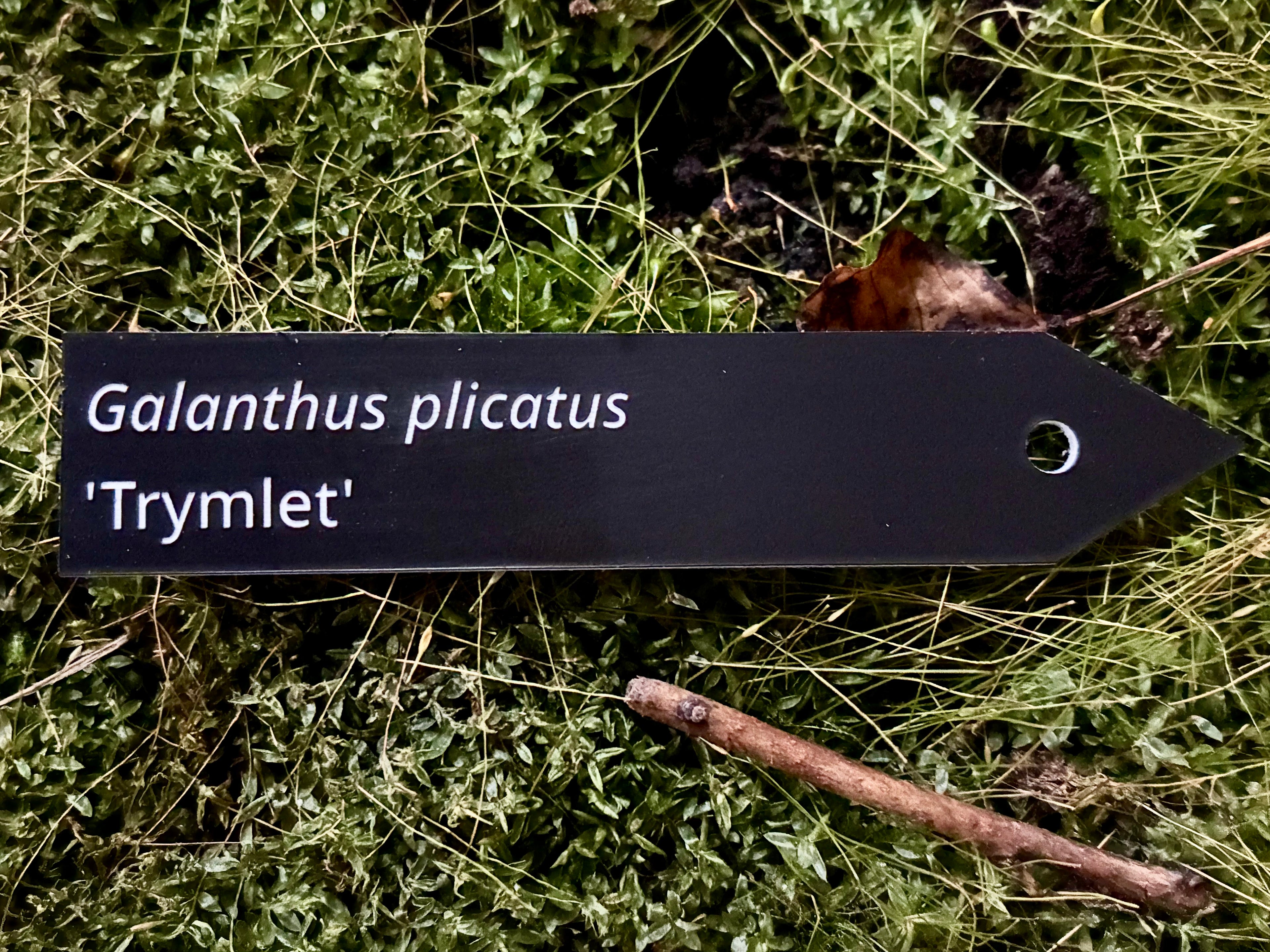 Galanthus plicatus 'Trymlet' - Plant label