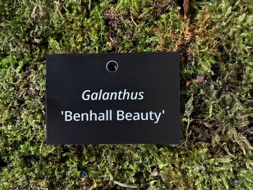 Galanthus 'Benhall Beauty' - Plant label