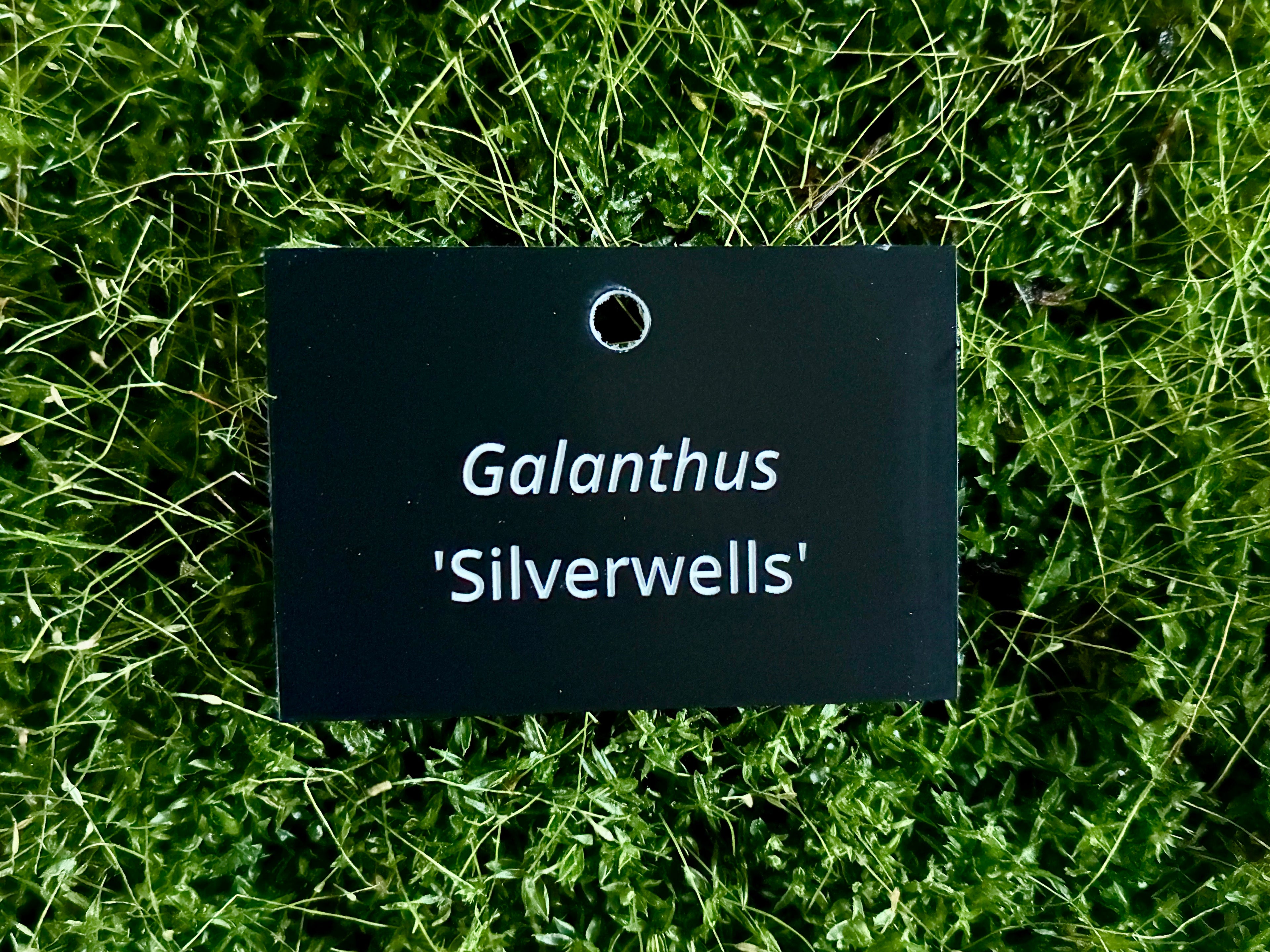 Galanthus 'Silverwells' - Plant label
