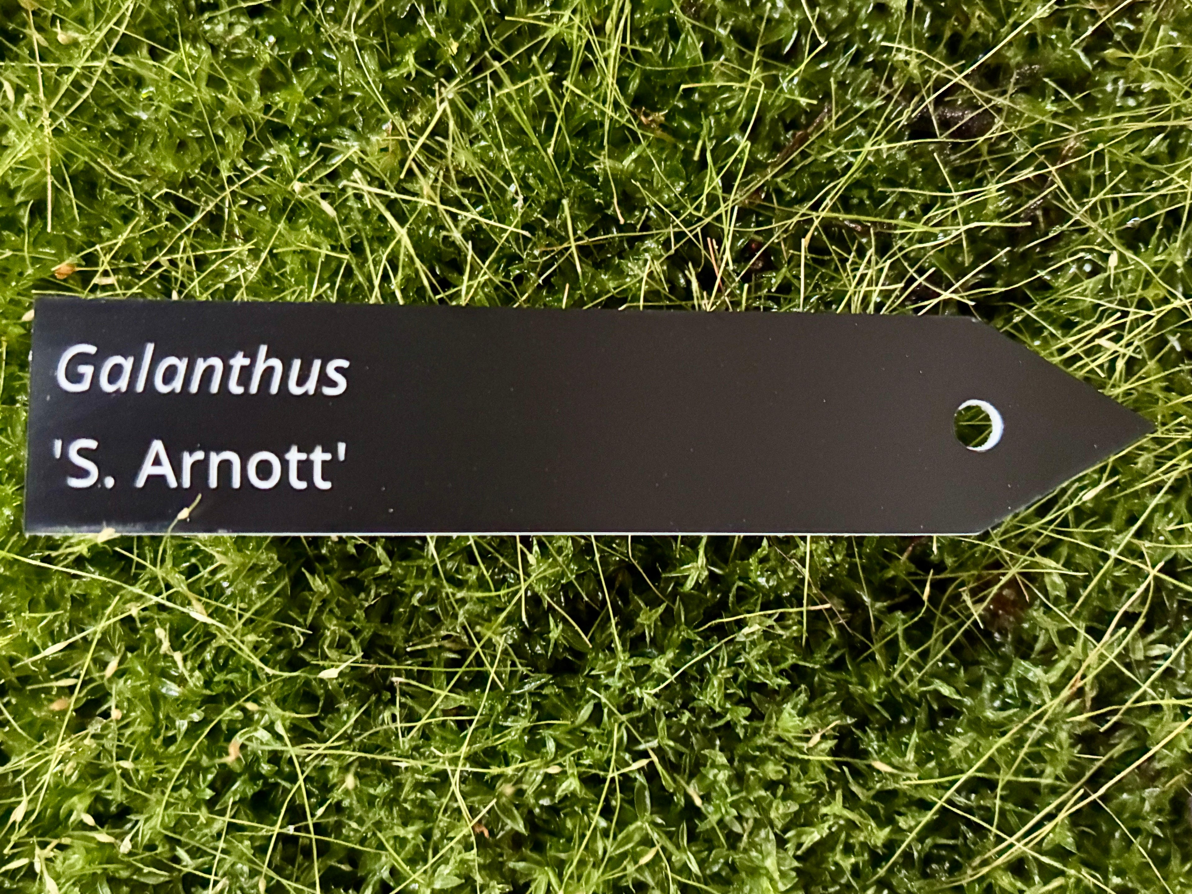 Galanthus 'S. Arnott' - Plant label
