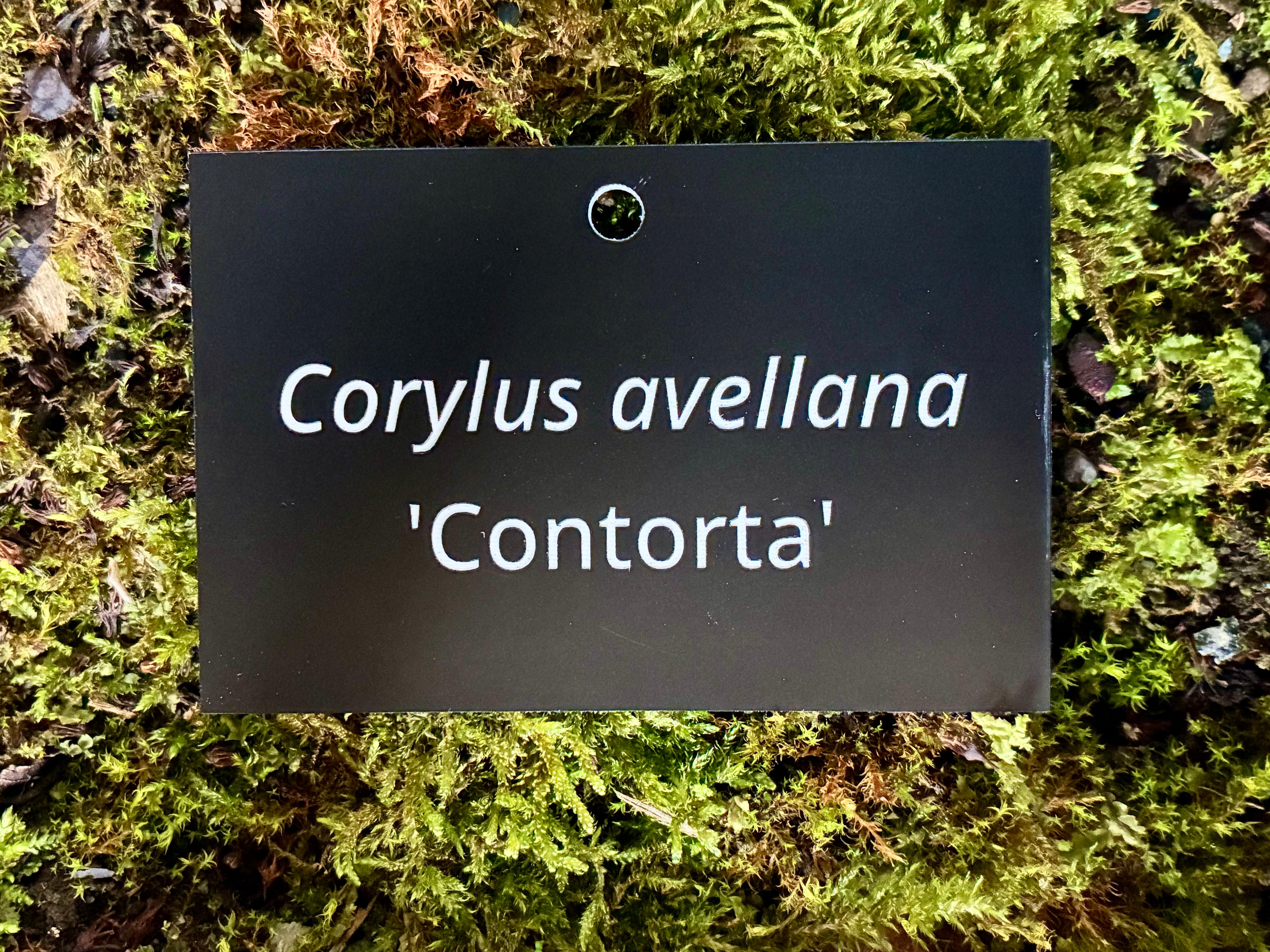 Corylus avellana 'Contorta' - Plant label