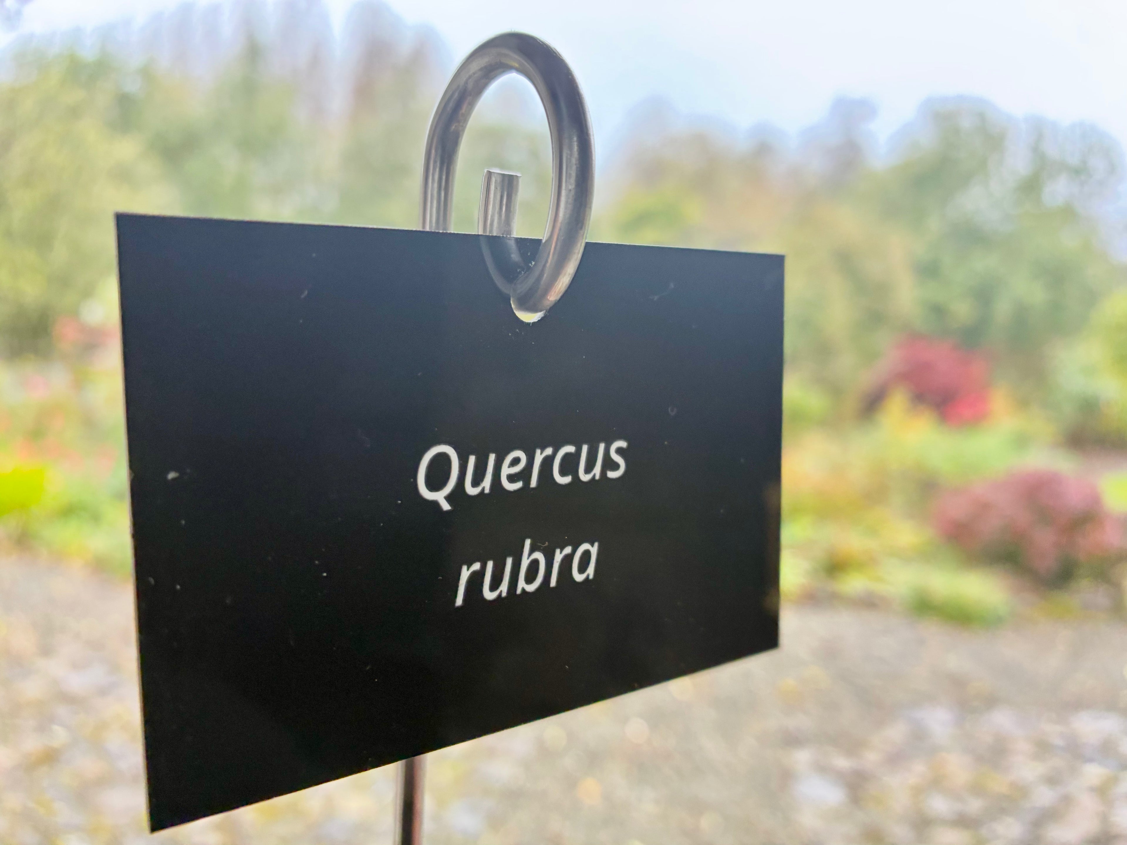 Quercus rubra - Plant label