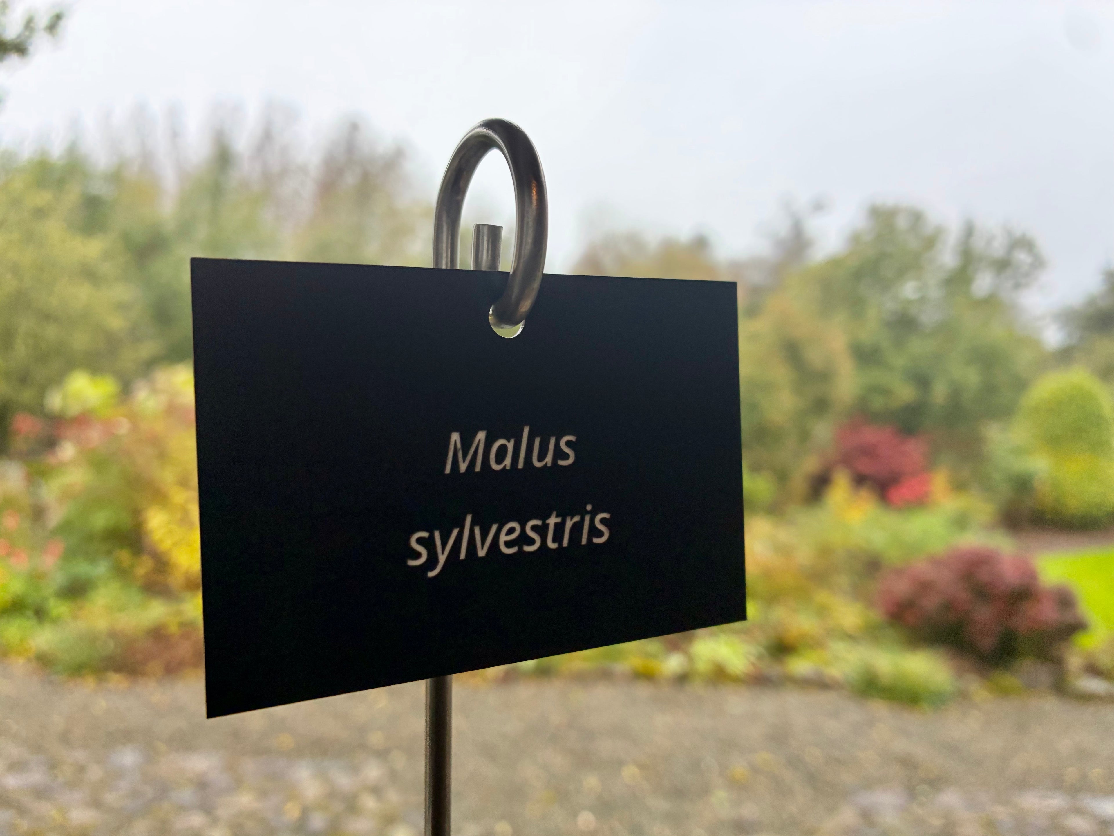 Malus sylvestris - Plant label