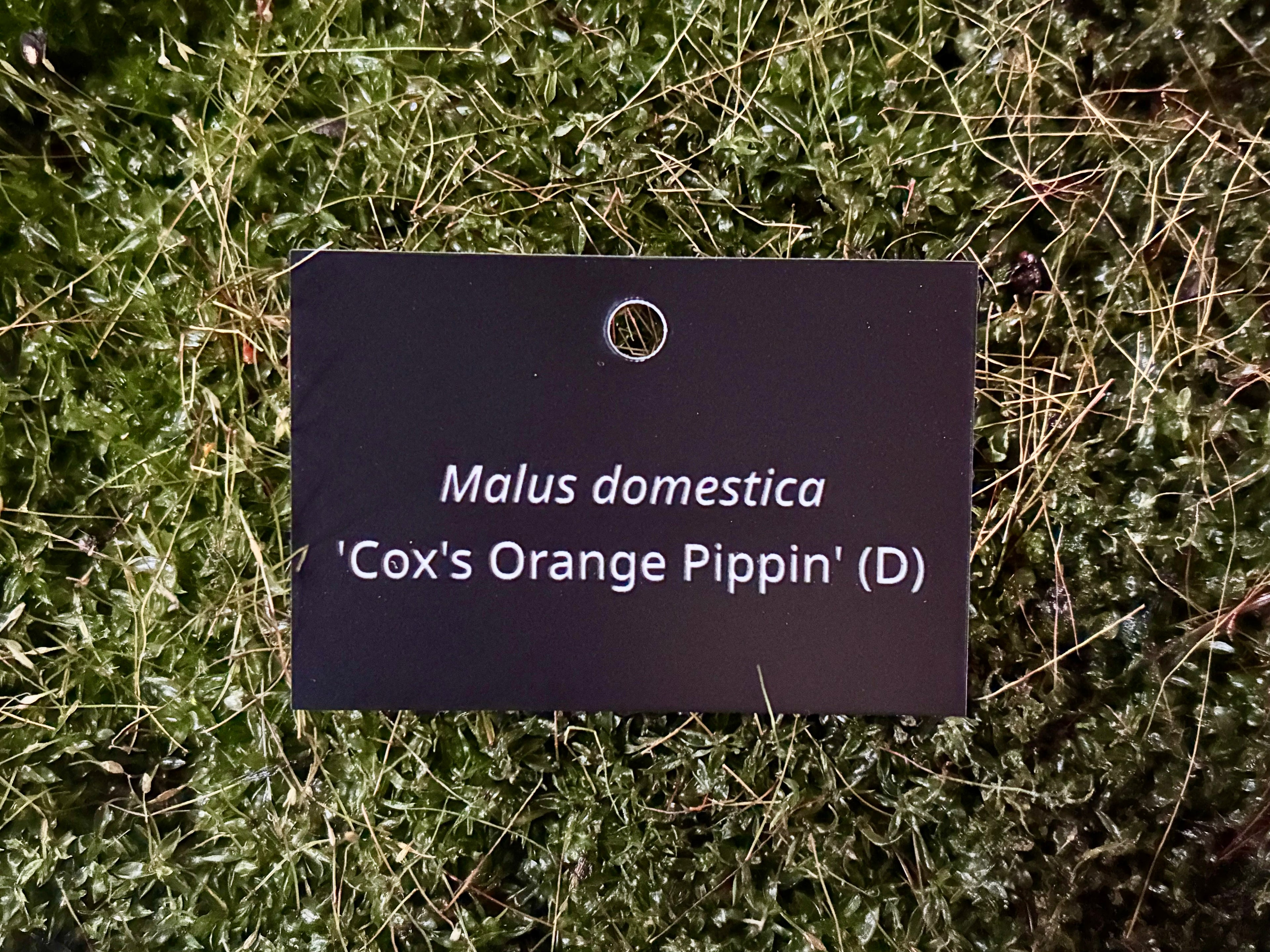 Malus domestica 'Cox's Orange Pippin' (D) - Plant label