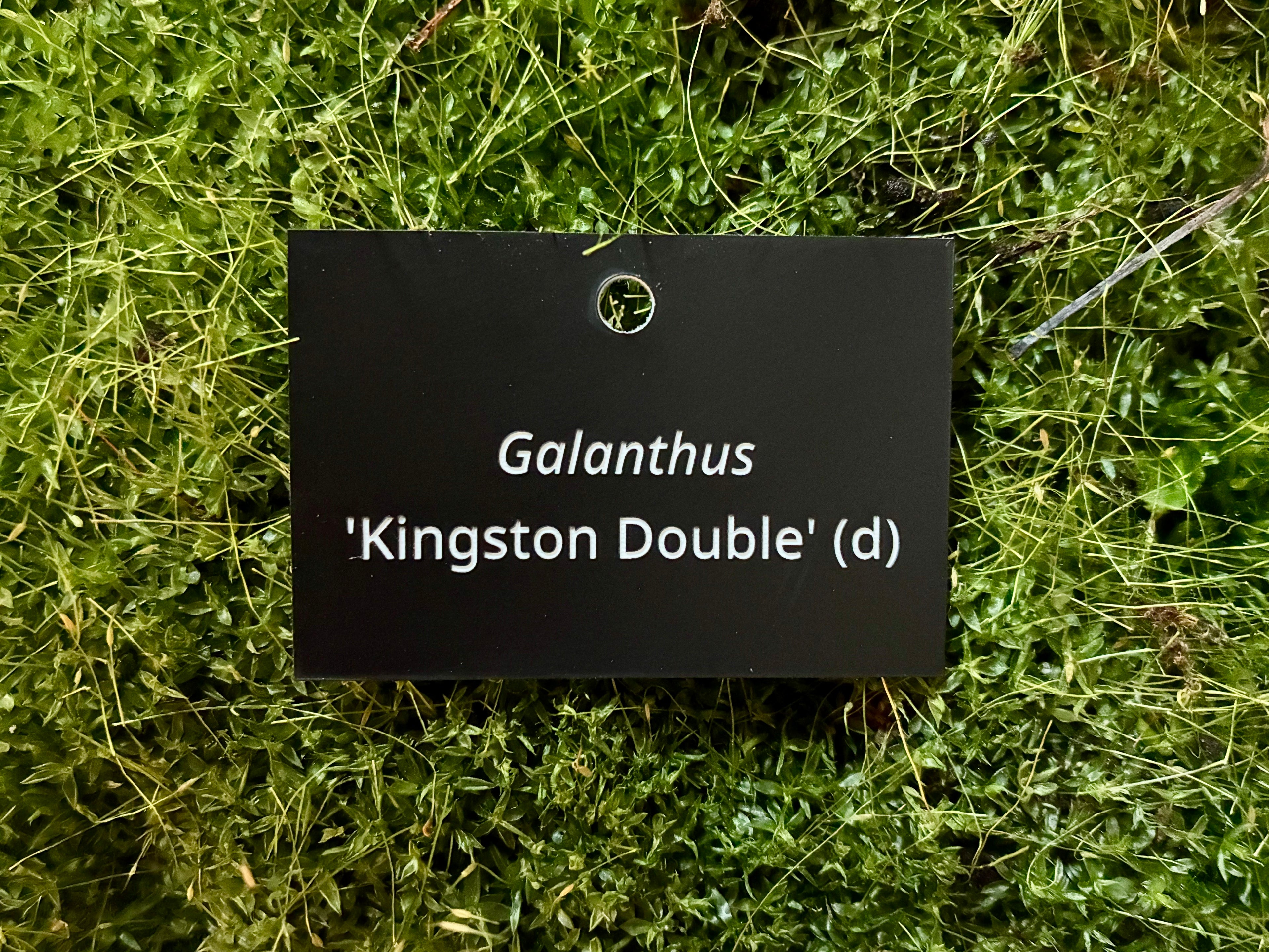 Galanthus 'Kingston Double' (d) - Plant label