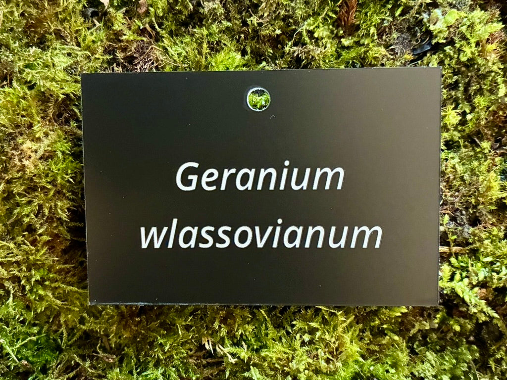 Geranium wlassovianum - Plant label