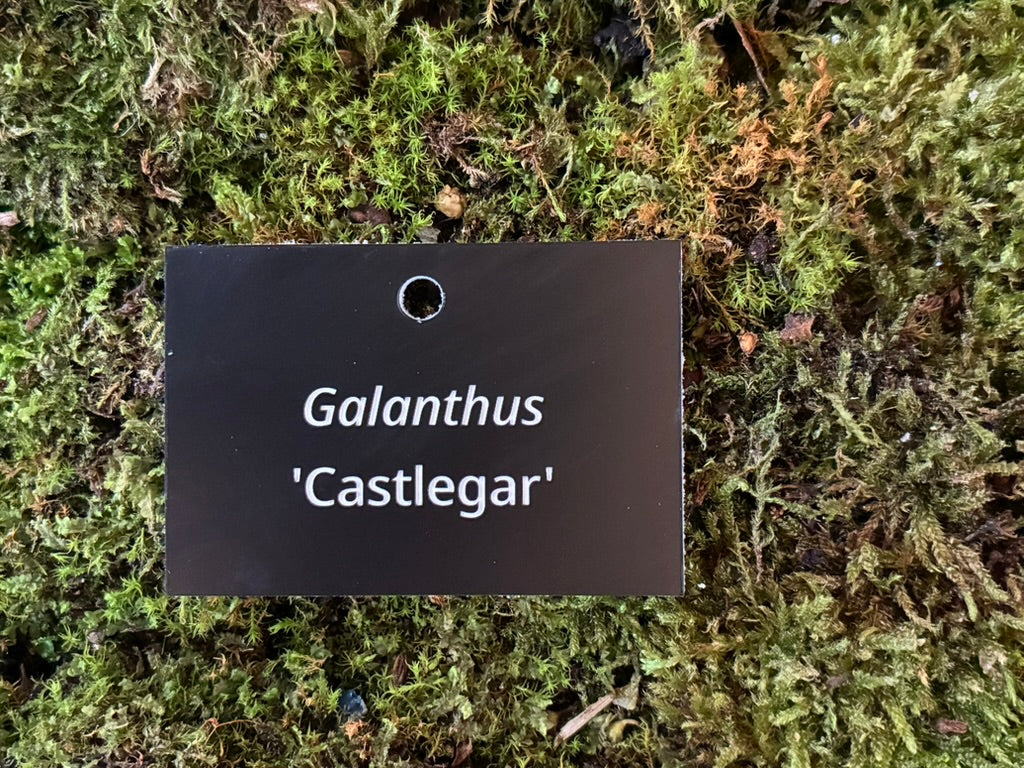 Galanthus 'Castlegar' - Plant label