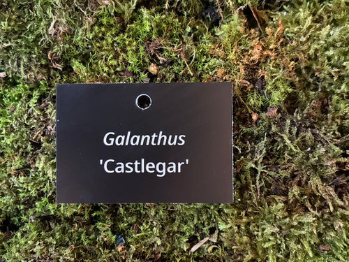 Galanthus 'Castlegar' - Plant label