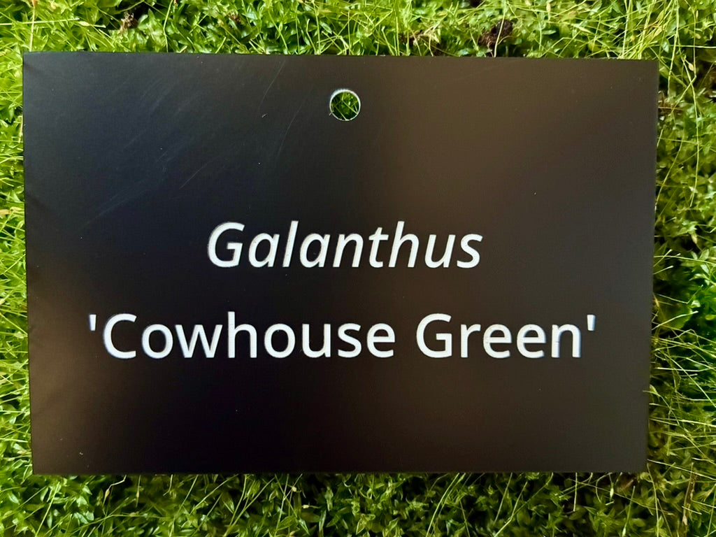 Galanthus 'Cowhouse Green' - Plant label