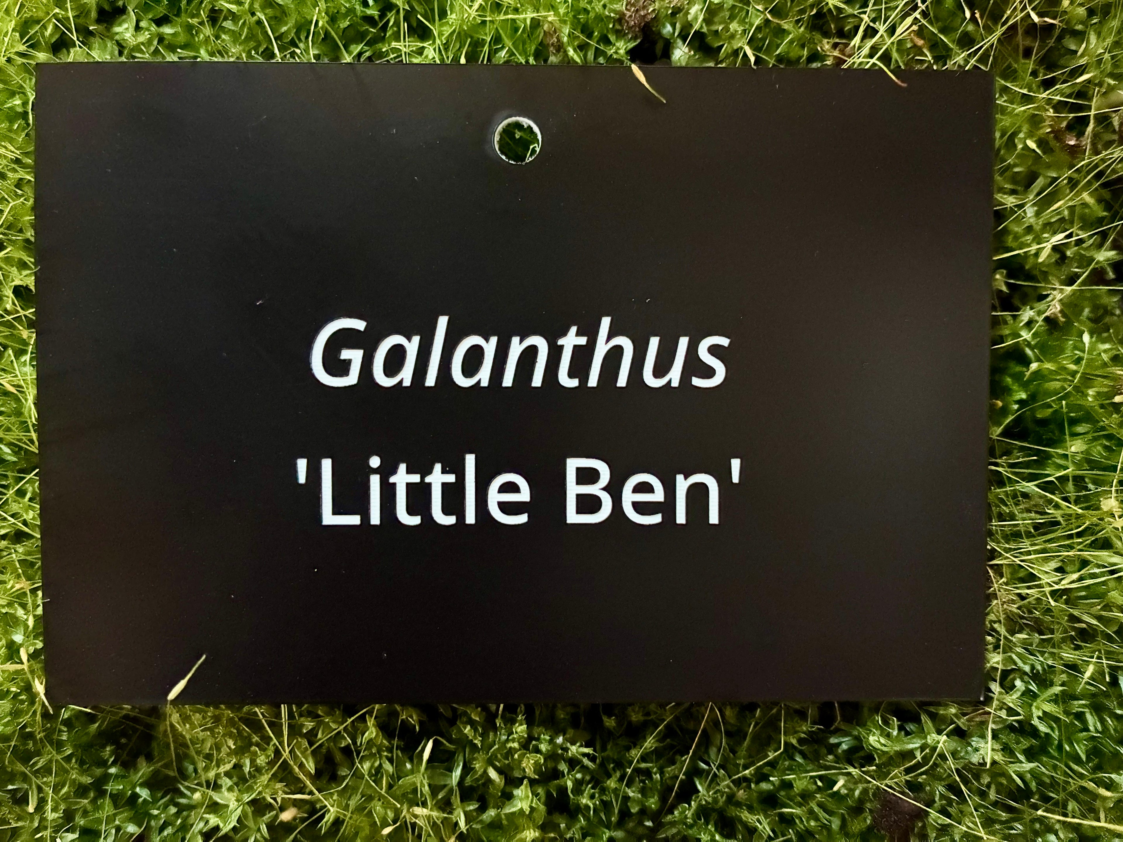 Galanthus 'Little Ben' - Plant label