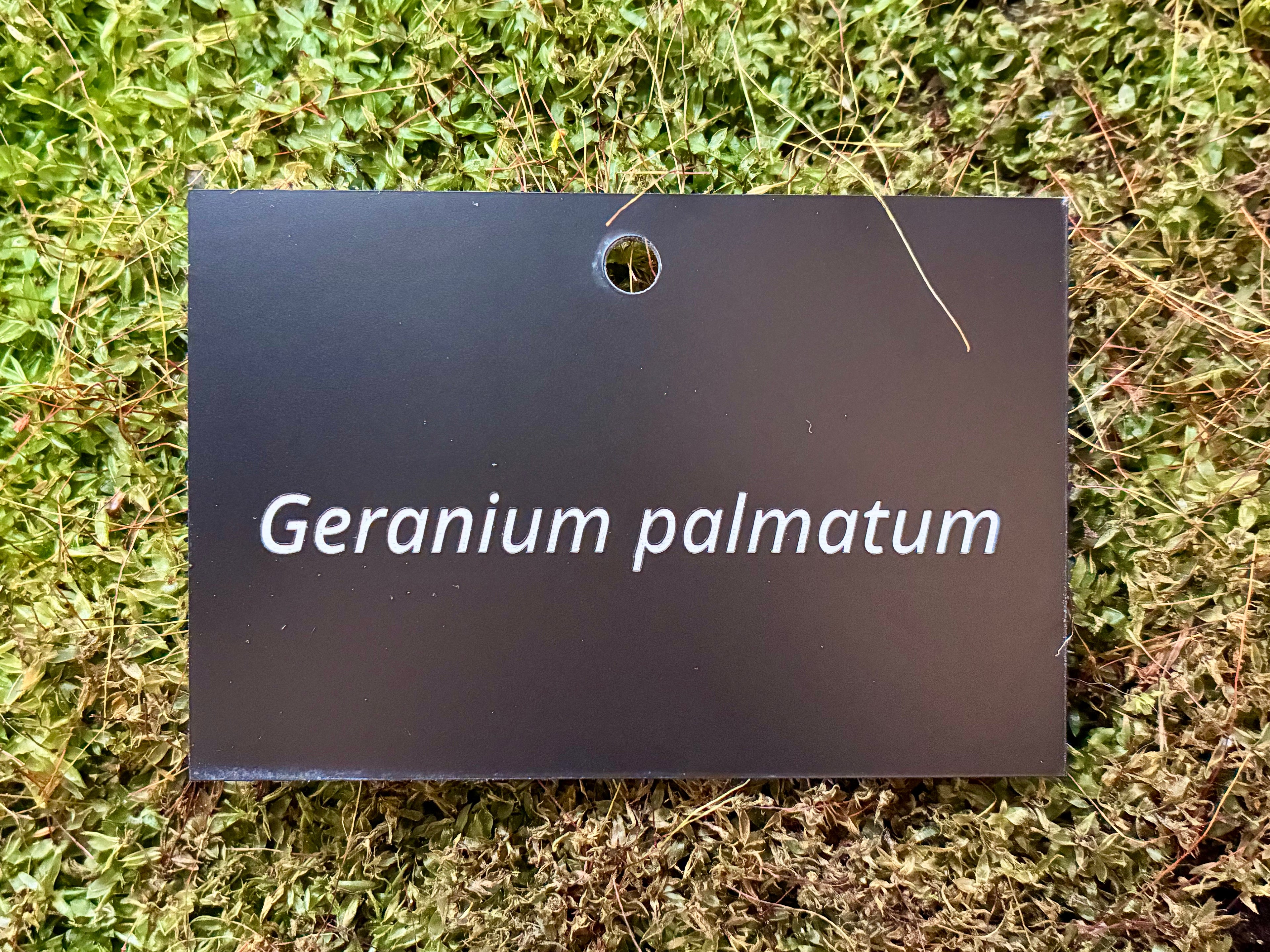 Geranium palmatum - Plant label