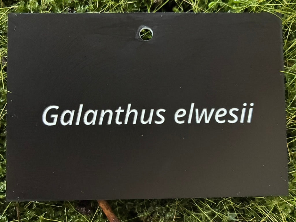 Galanthus elwesii - Plant label