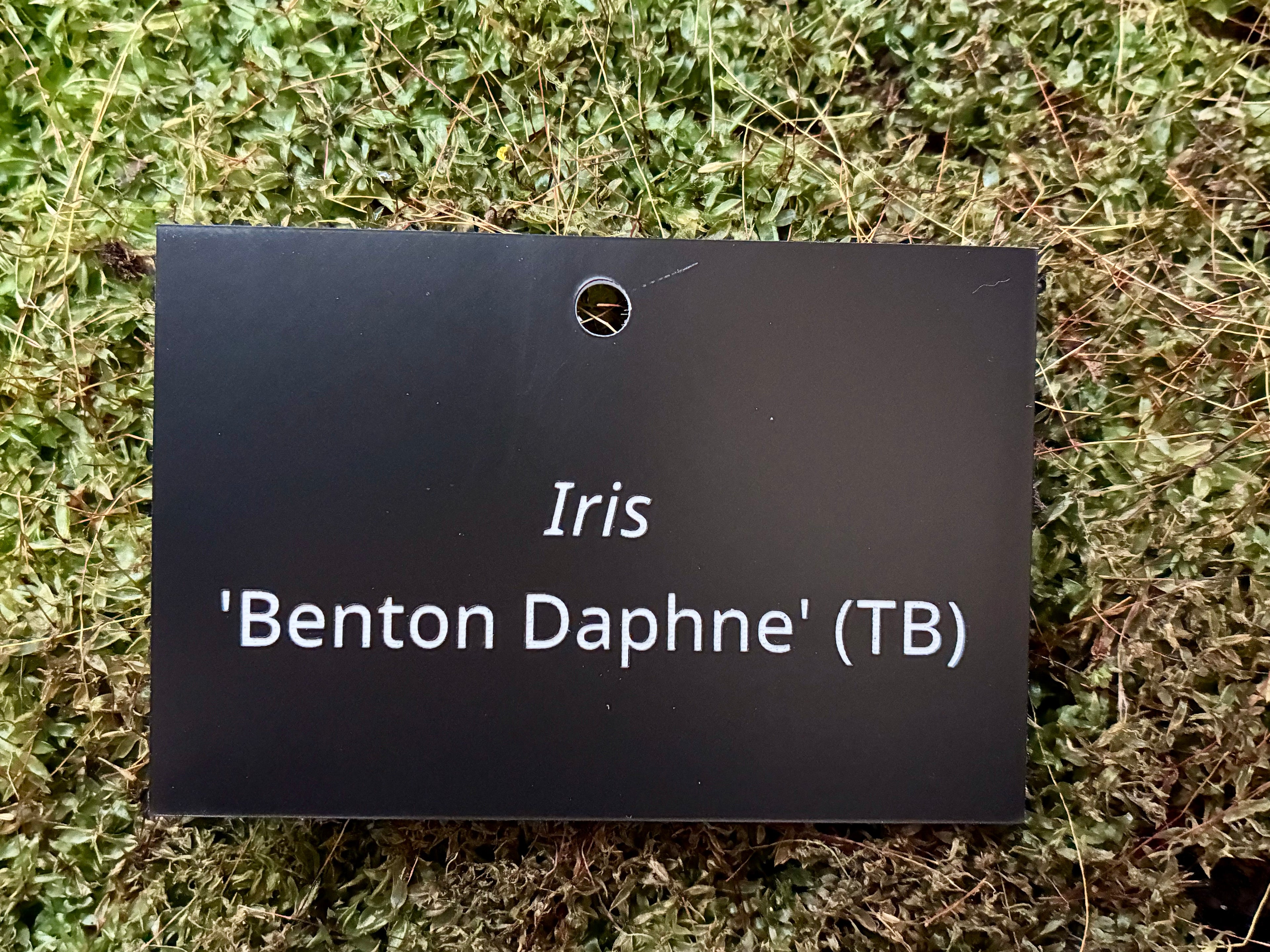 Iris 'Benton Daphne' (TB) - Plant label