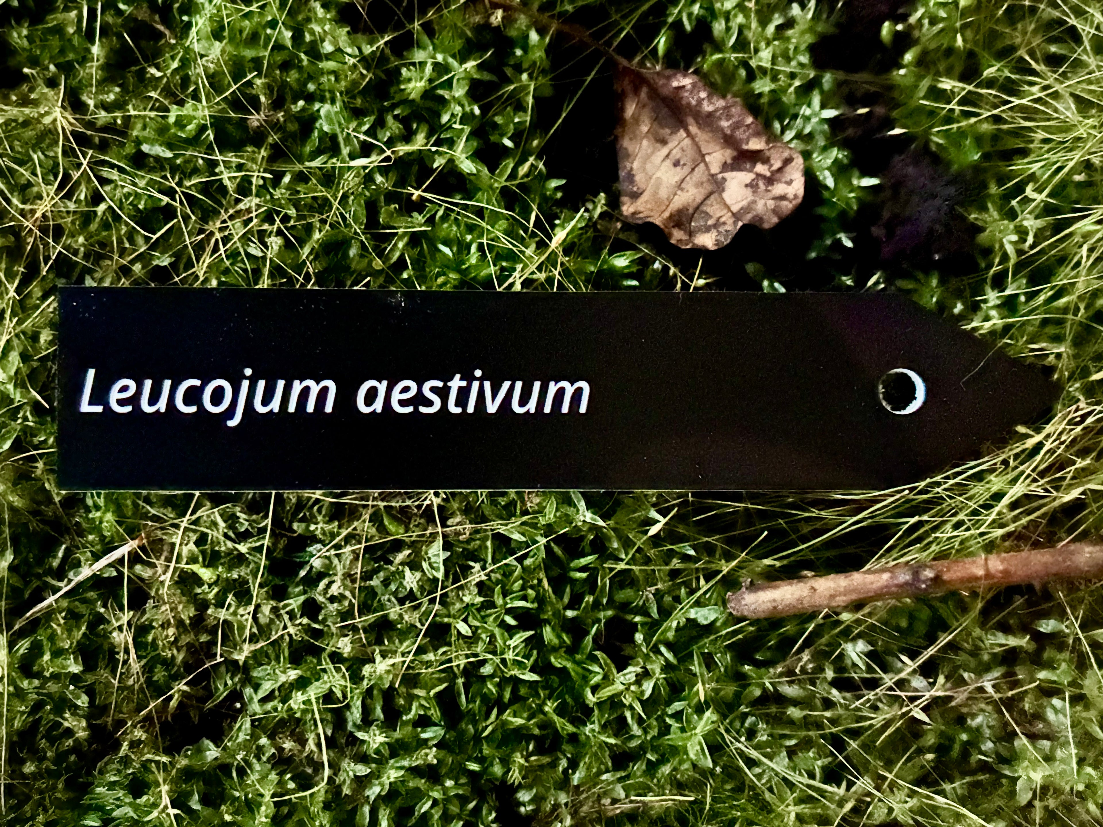 Leucojum aestivum - Plant label