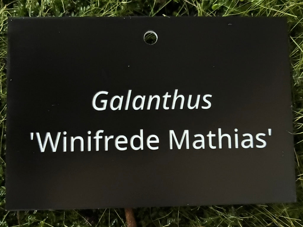 Galanthus 'Winifrede Mathias' - Plant label