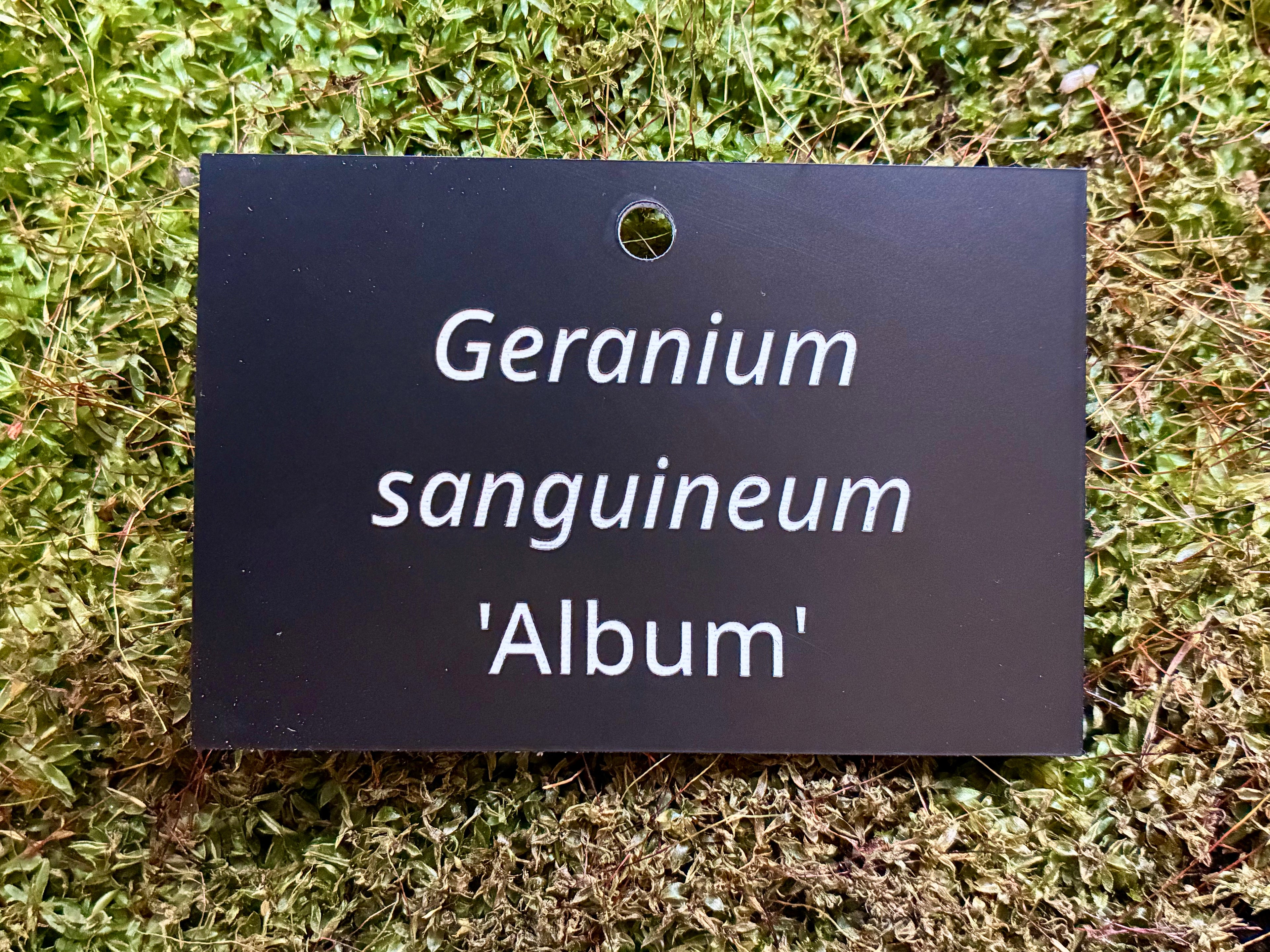 Geranium sanguineum 'Album' - Plant label