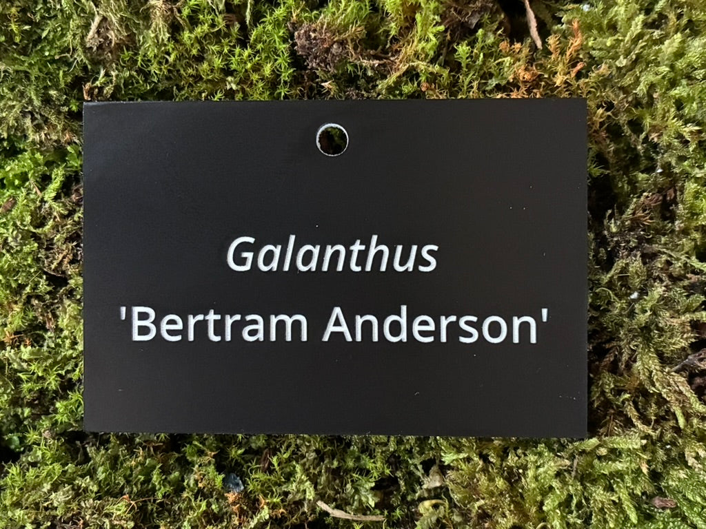 Galanthus 'Bertram Anderson' - Plant label