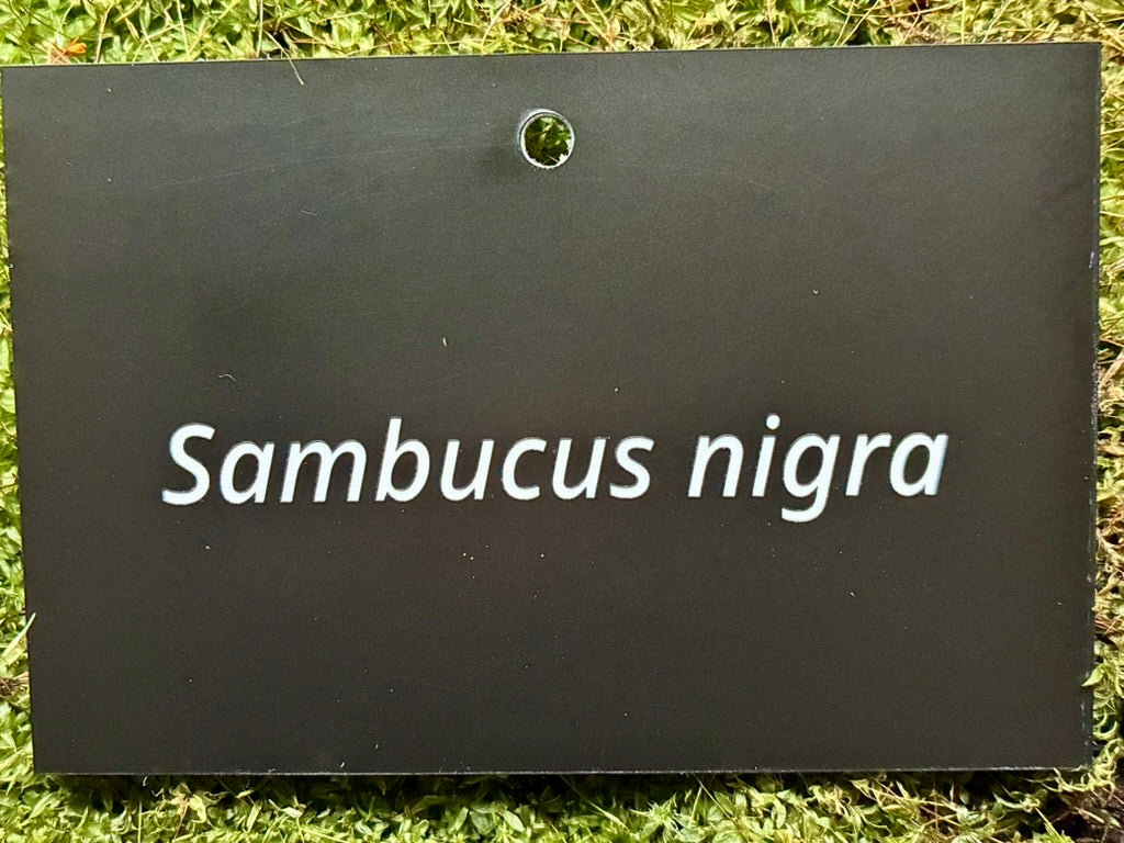 Sambucus nigra - Plant label