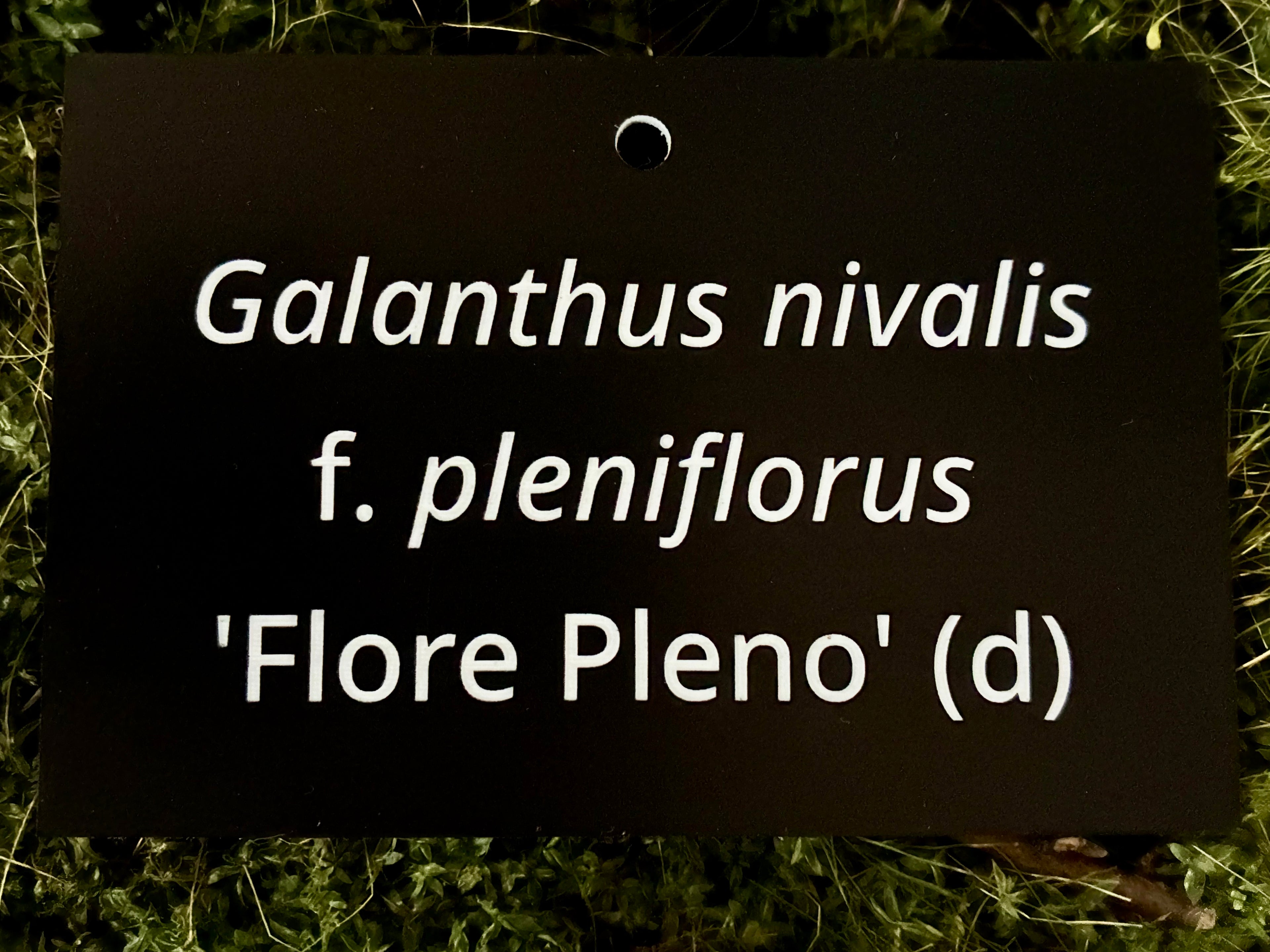 Galanthus nivalis f. pleniflorus 'Flore Pleno' (d) - Plant label