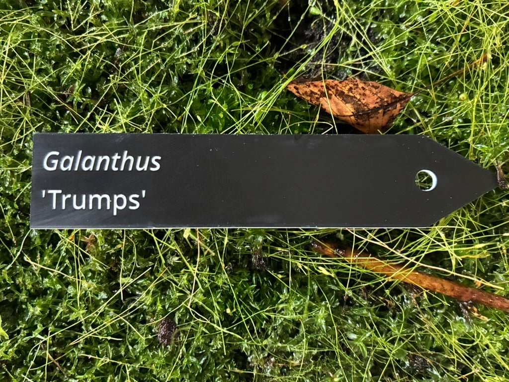 Galanthus 'Trumps' - Plant label