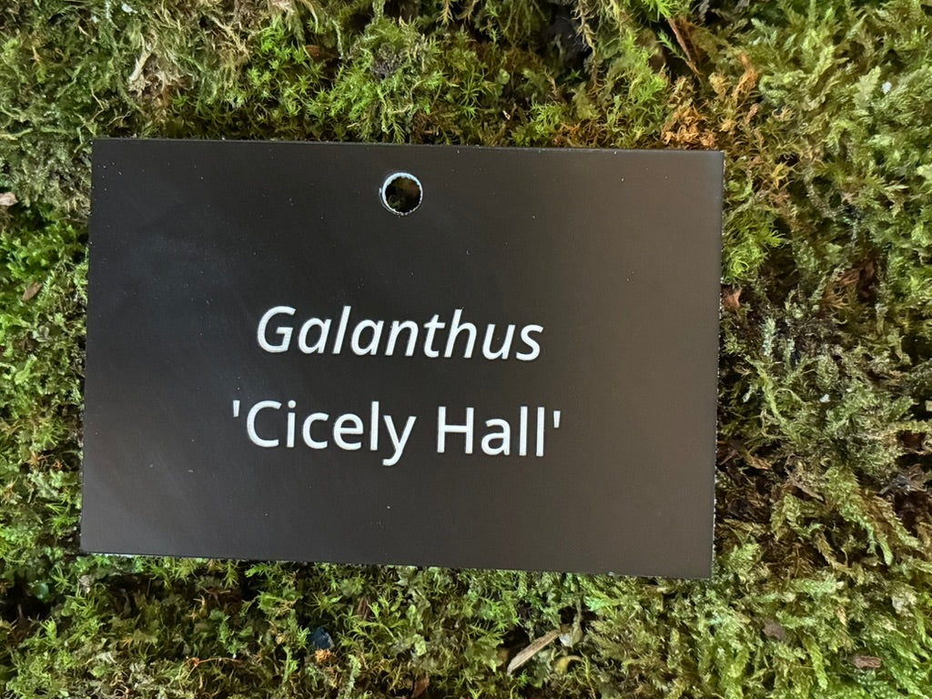 Galanthus 'Cicely Hall' - Plant label