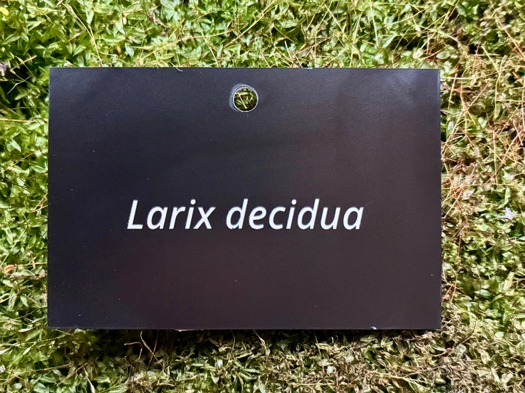 Larix decidua - Plant label
