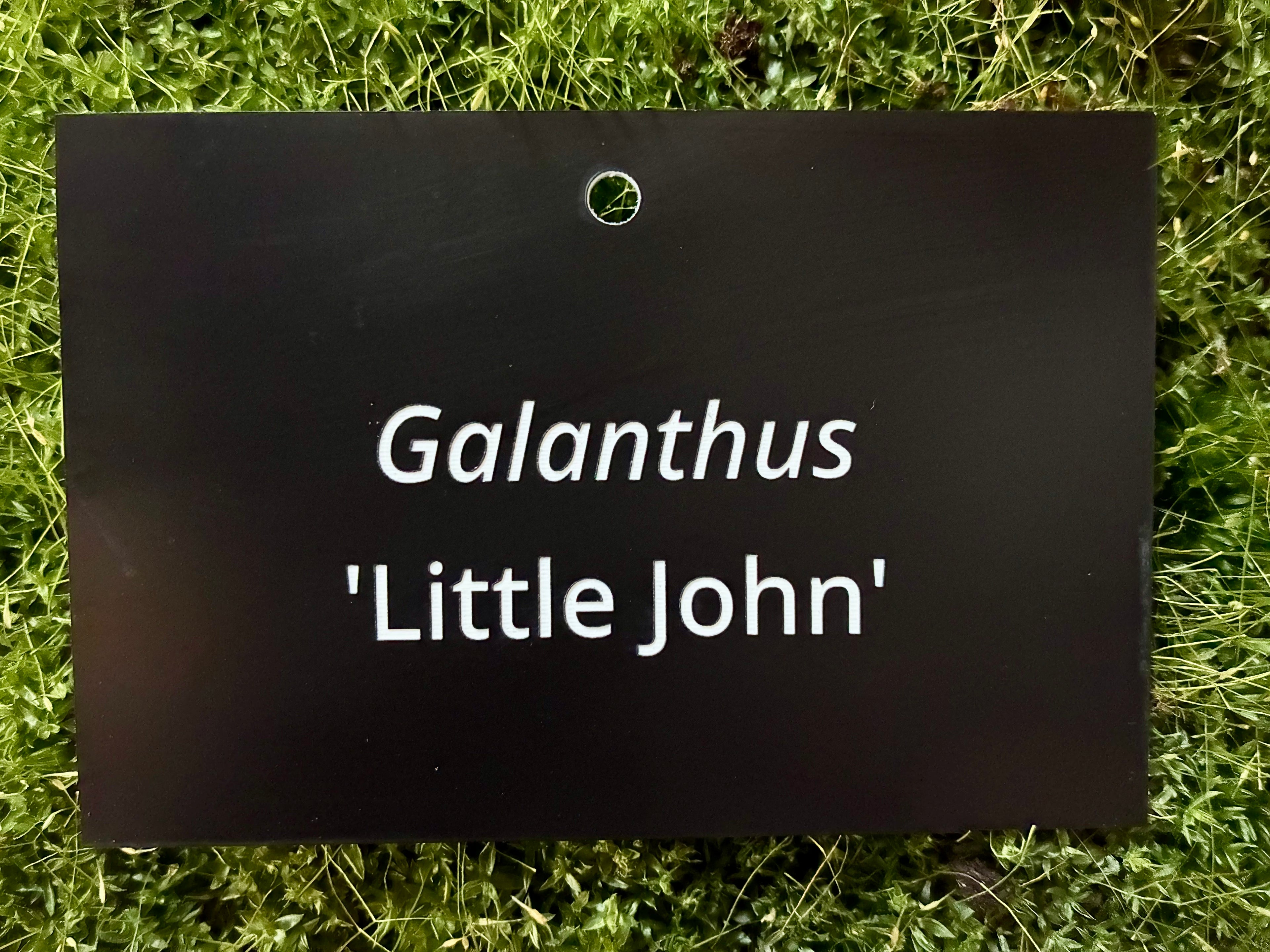 Galanthus 'Little John' - Plant label