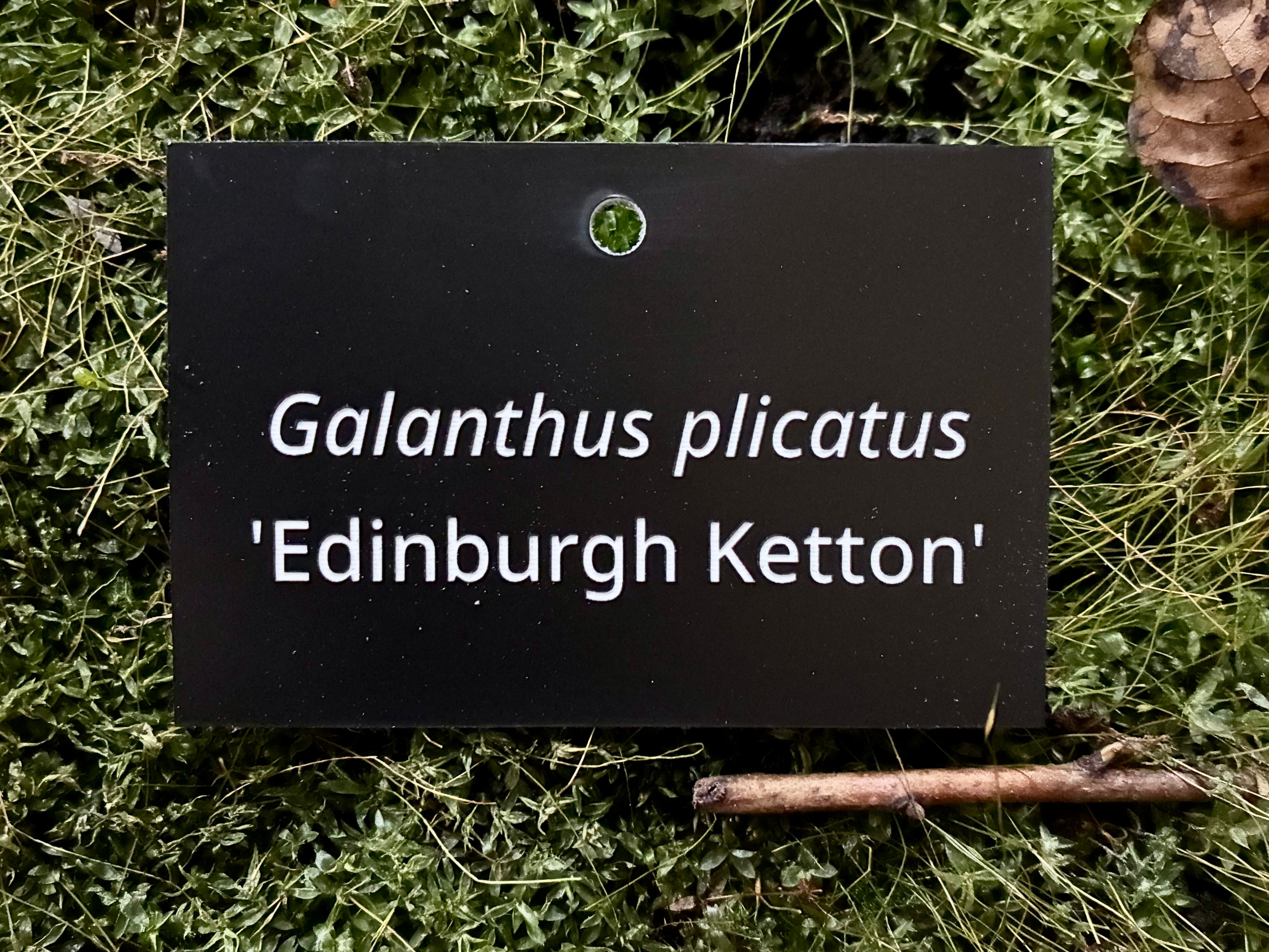 Galanthus plicatus 'Edinburgh Ketton' - Plant label