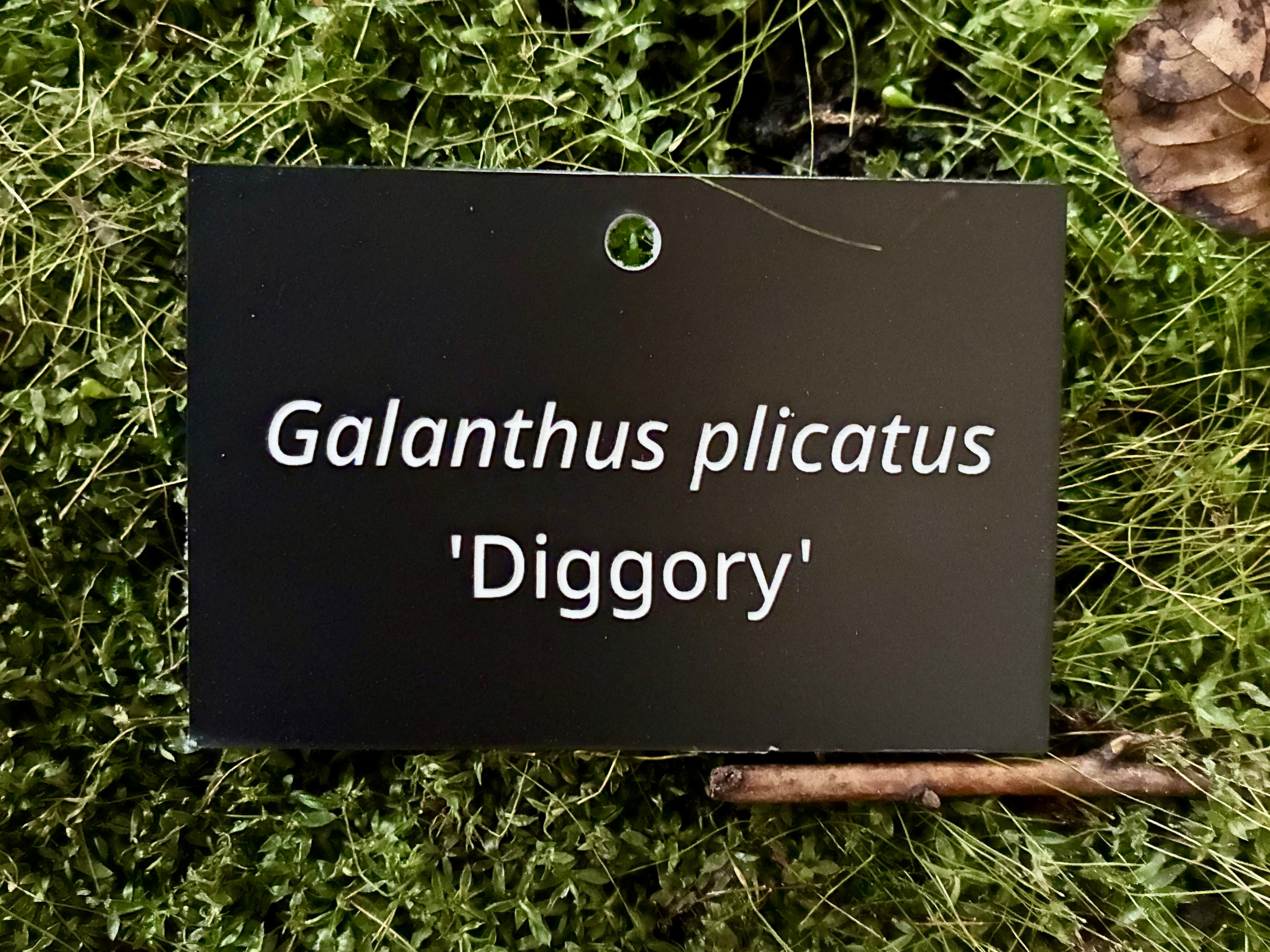 Galanthus plicatus 'Diggory' - Plant label