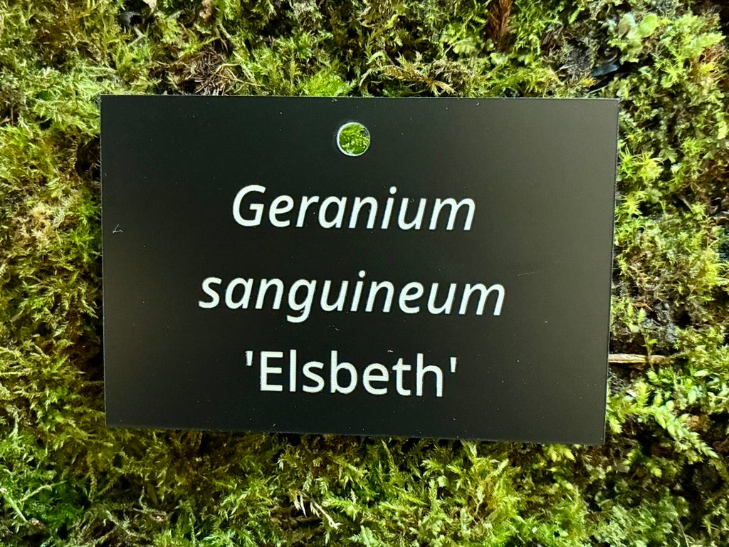 Geranium sanguineum 'Elsbeth' - Plant label