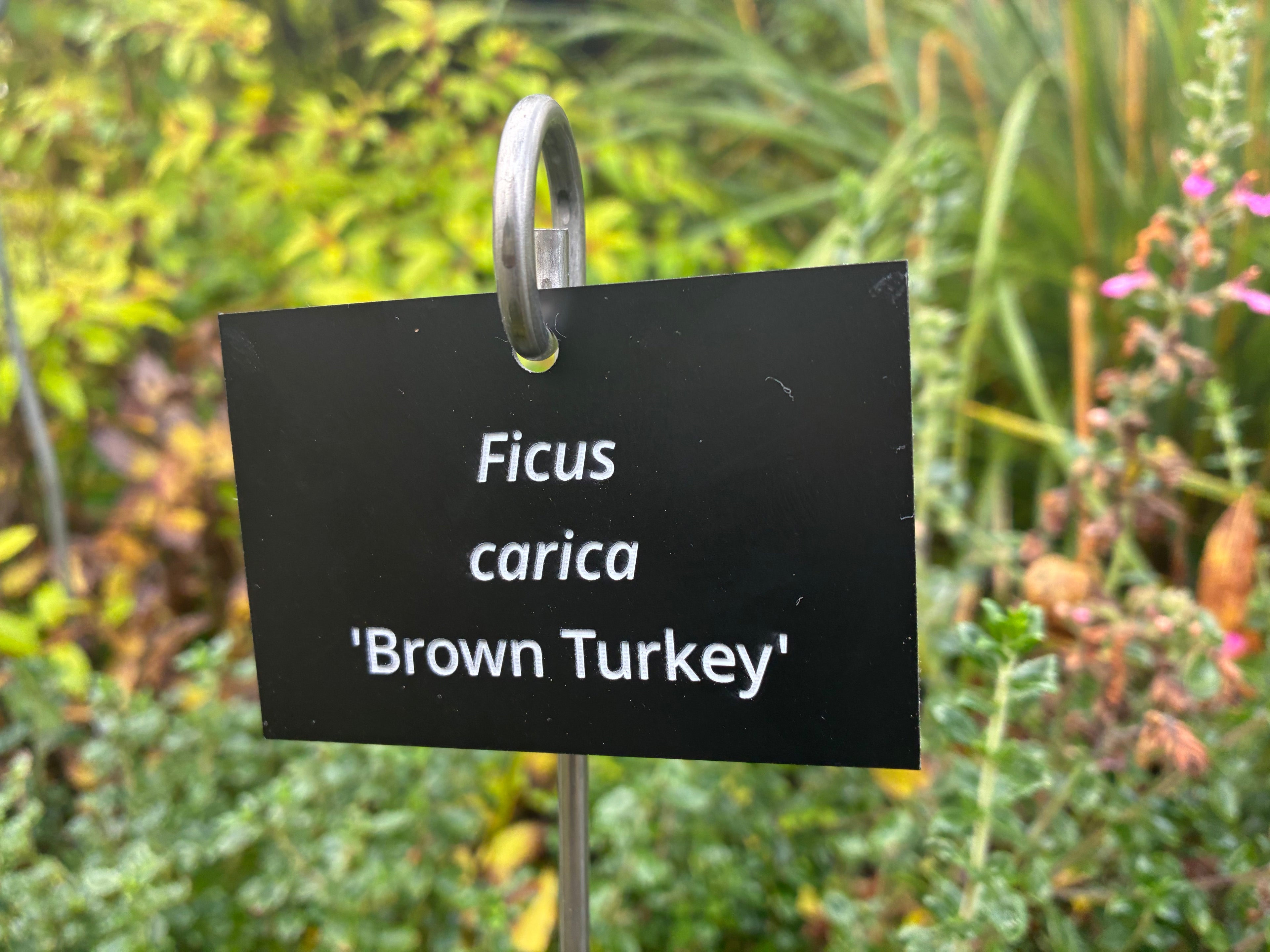 Ficus carica 'Brown Turkey' - Plant label