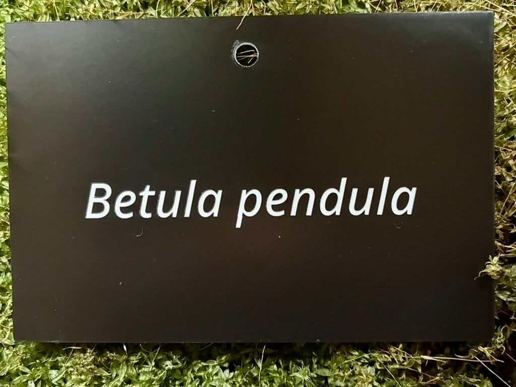 Betula pendula - Plant label