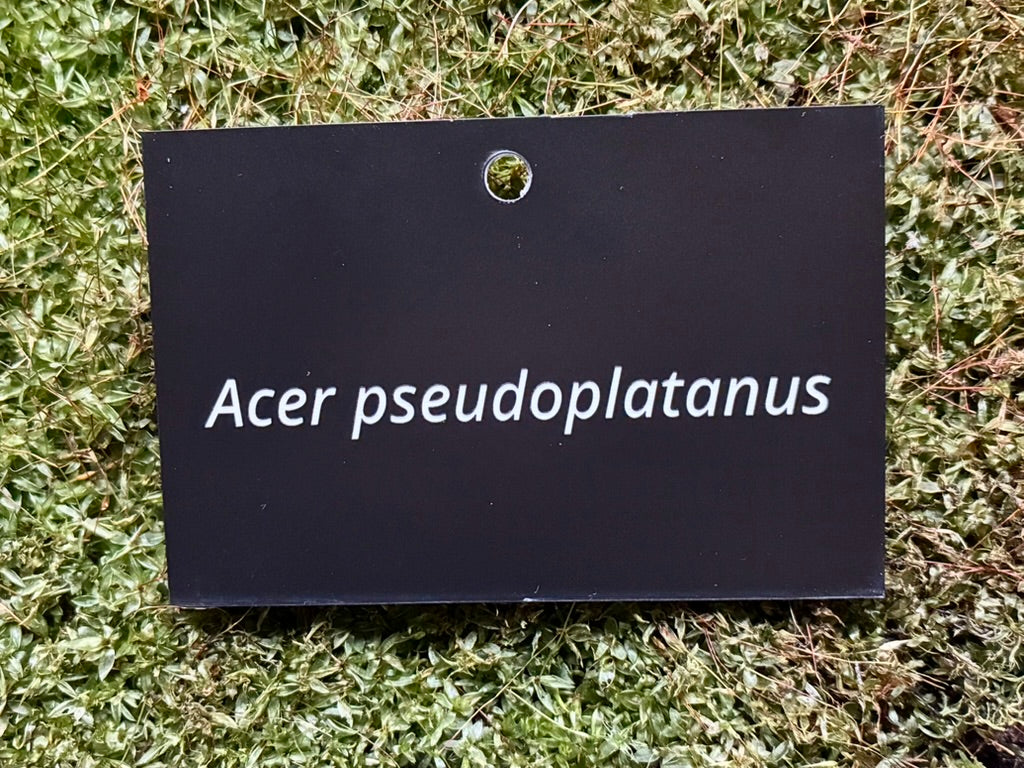 Acer pseudoplatanus - Plant label