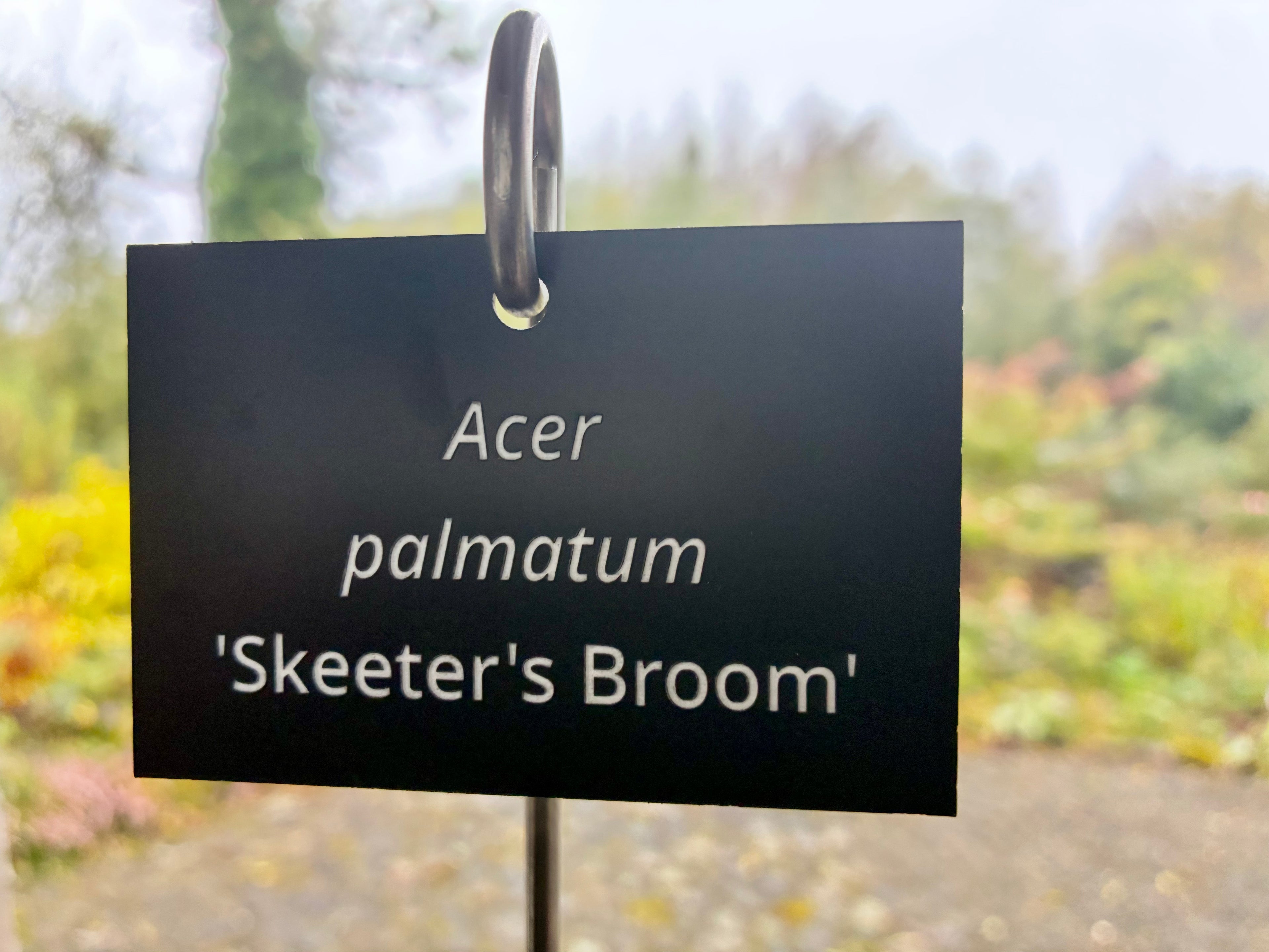 Acer palmatum 'Skeeter's Broom' - Plant label