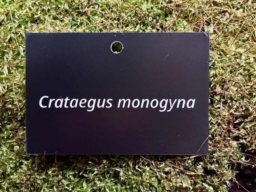 Crataegus monogyna - Plant label