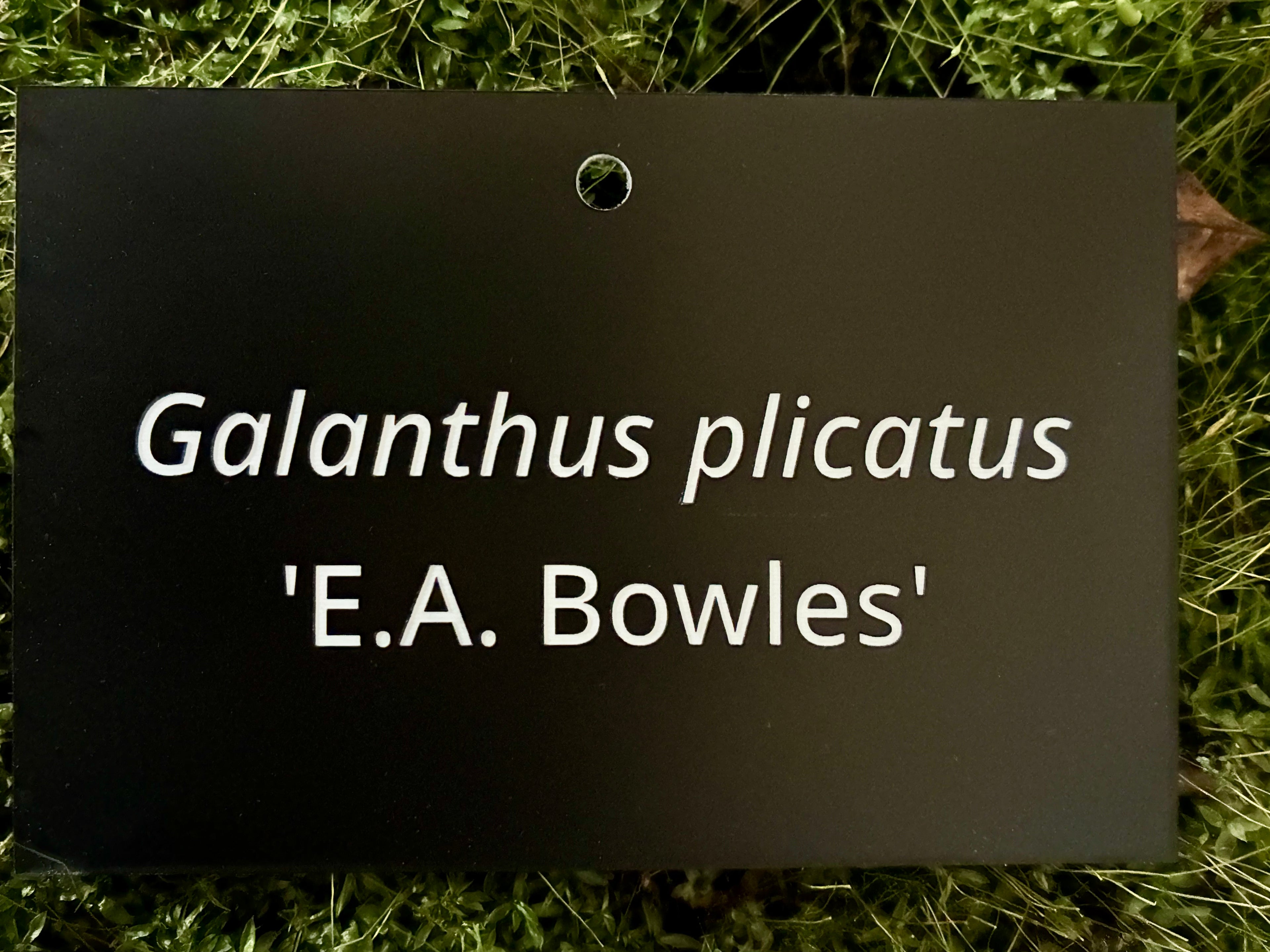 Galanthus plicatus 'E.A. Bowles' - Plant label