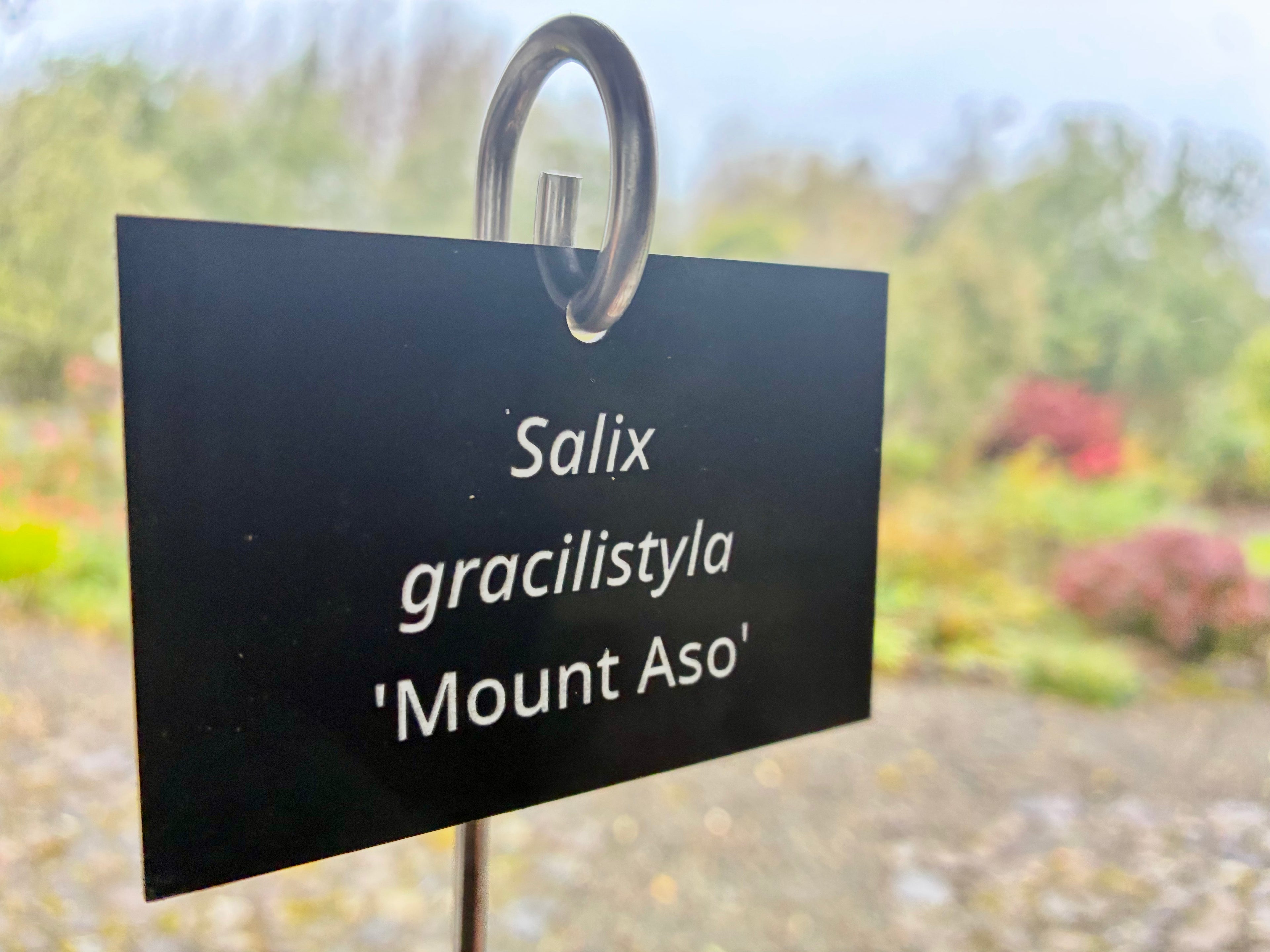 Salix gracilistyla 'Mount Aso' - Plant label