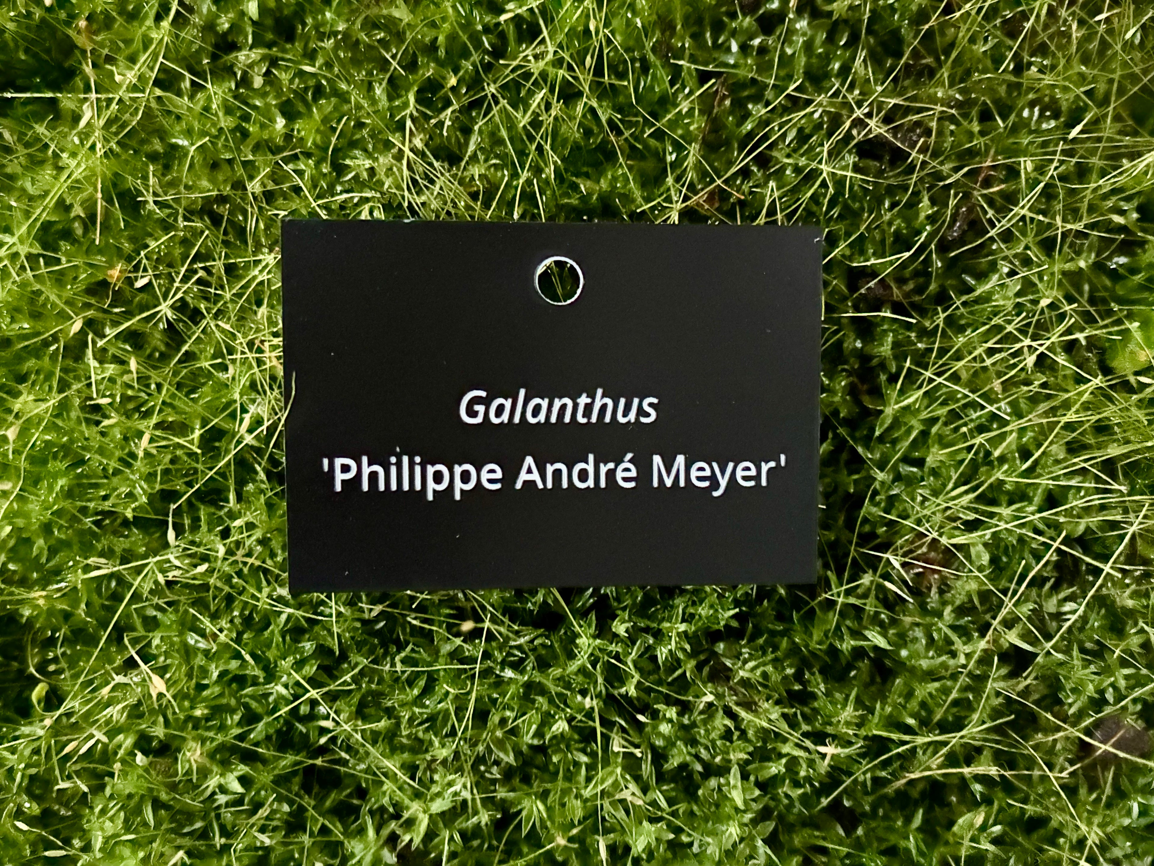 Galanthus 'Philippe André Meyer' - Plant label