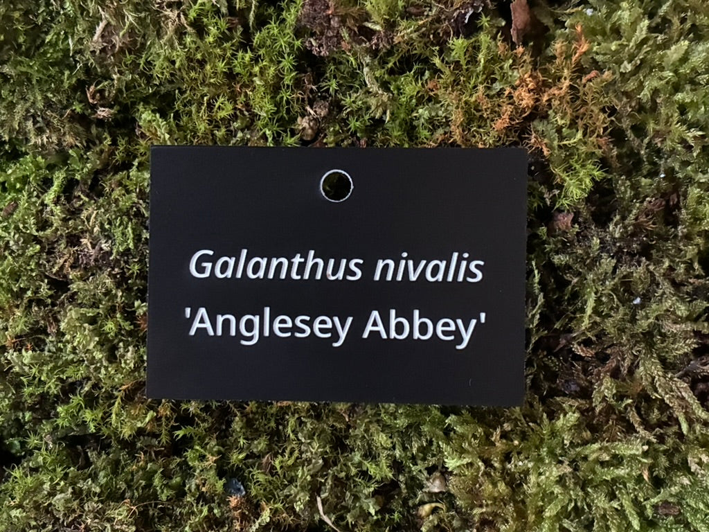 Galanthus nivalis 'Anglesey Abbey' - Plant label