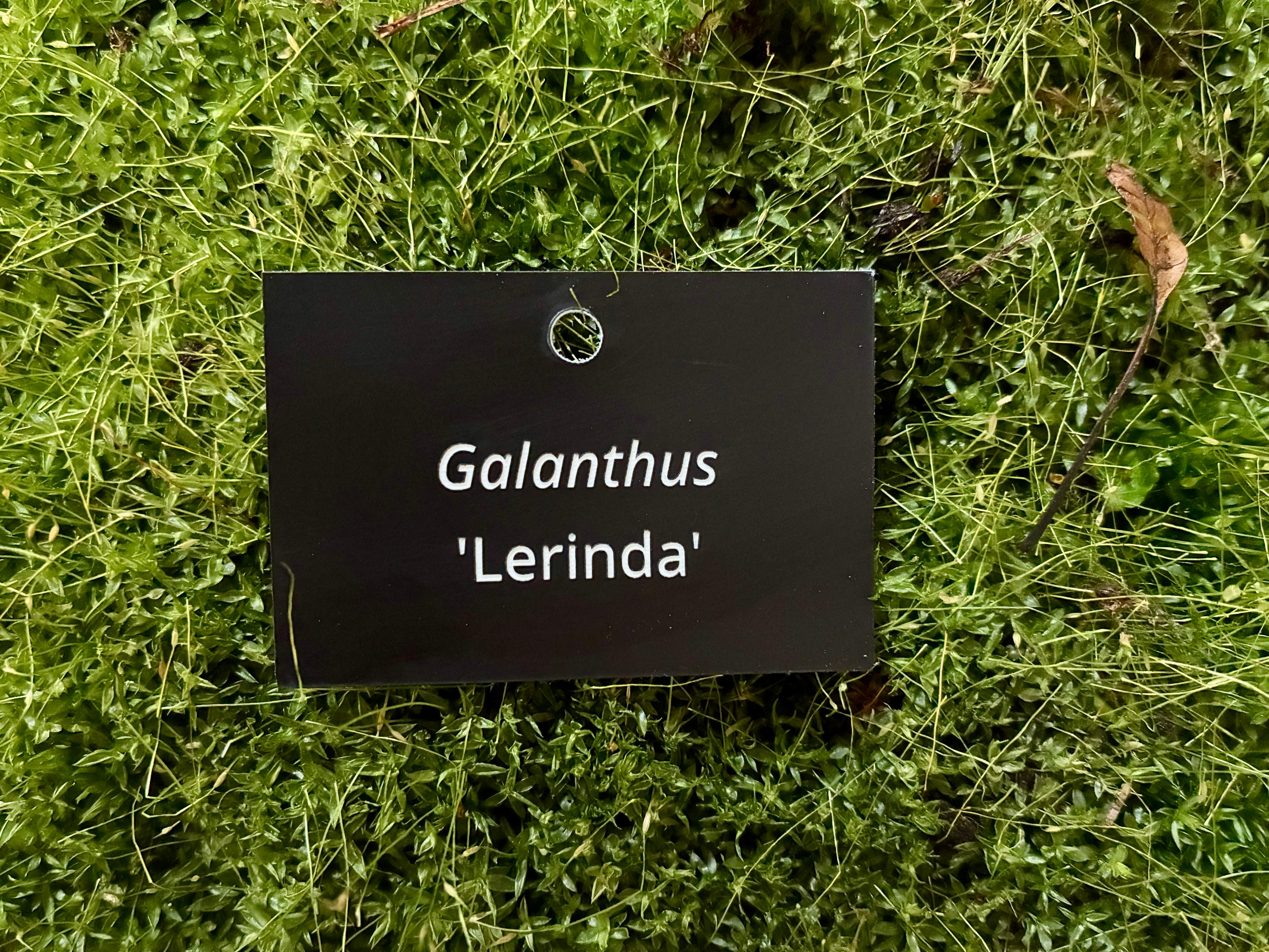 Galanthus 'Lerinda' - Plant label